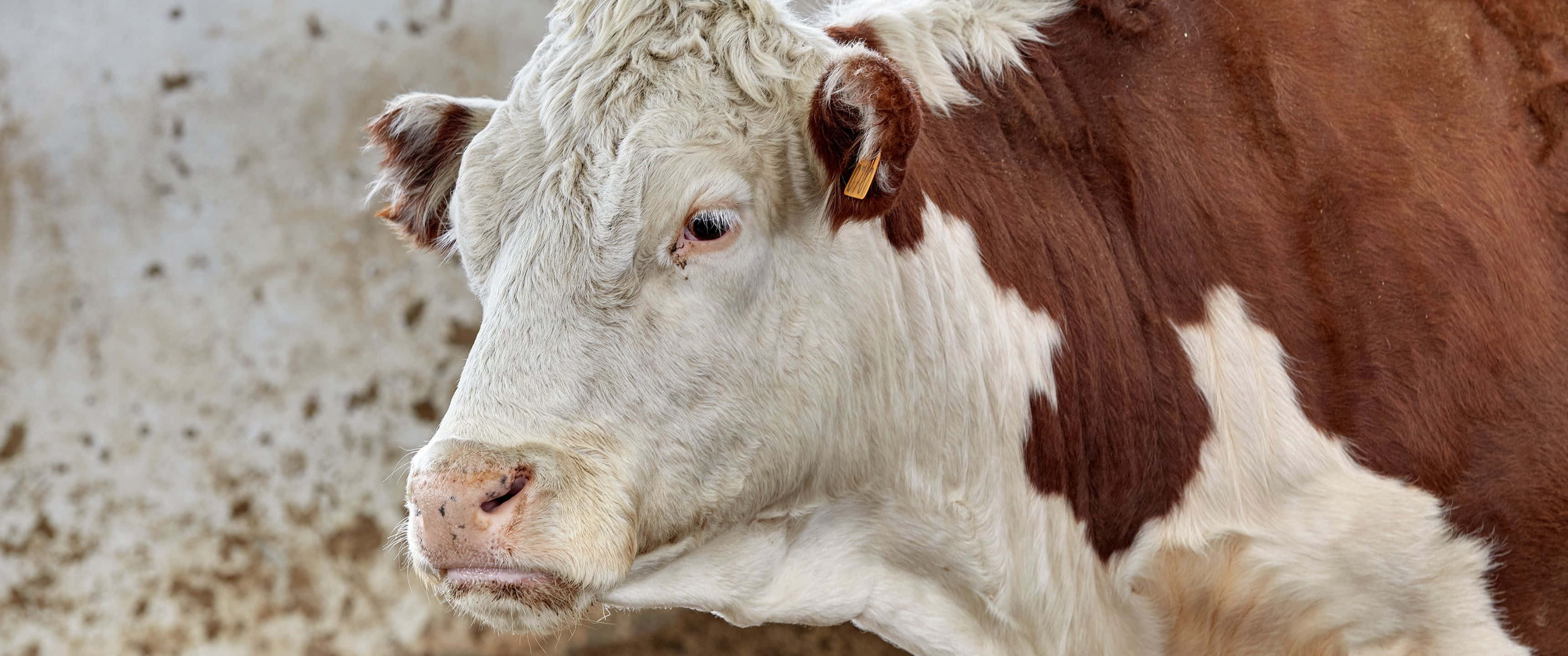 3440x1440, Animal, Brown And White Hereford Cattle, 2K Desktop Wallpaper