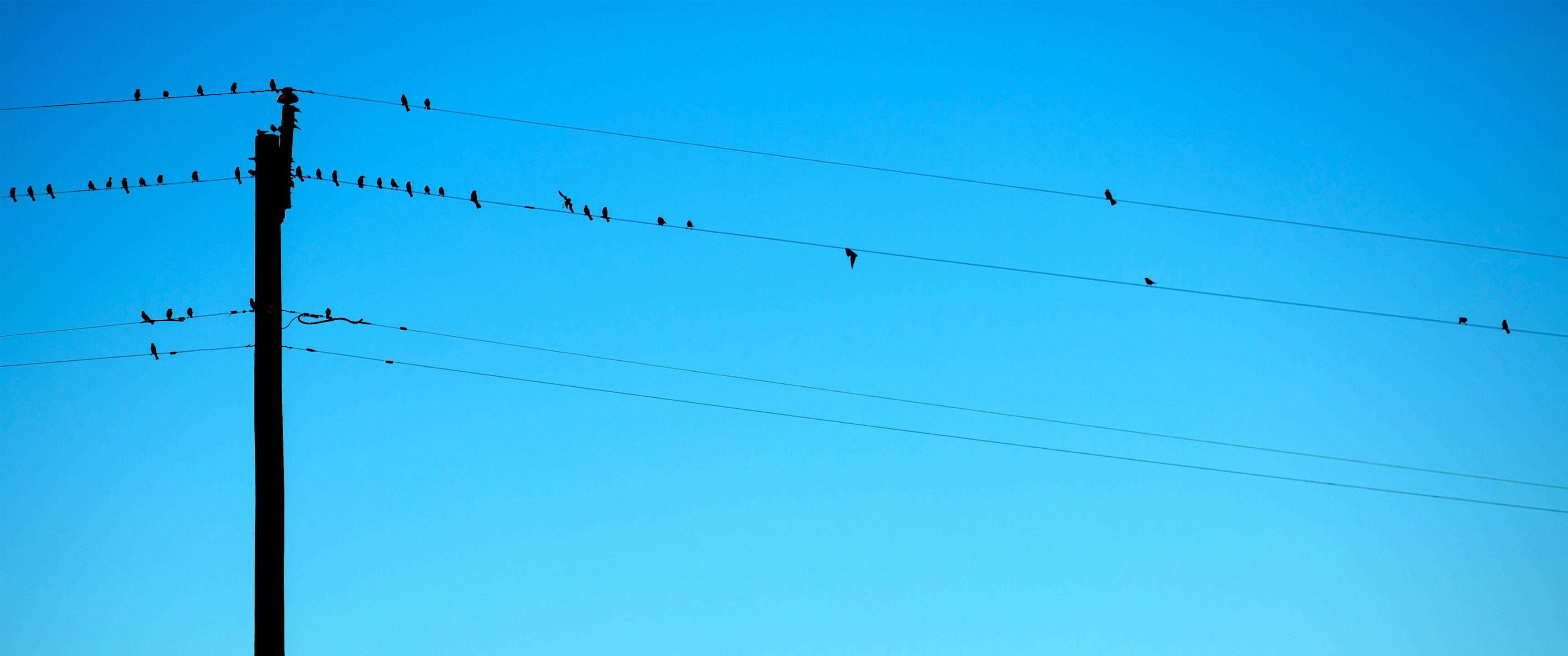3440x1440, minimalist, birds, 2K Desktop Wallpaper