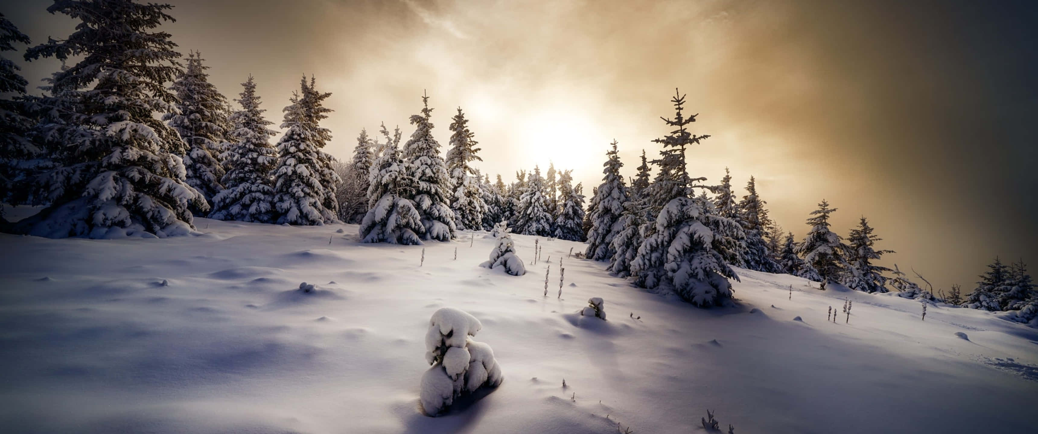 3440x1440, Winter, snow-covered pine trees, 2K Desktop Wallpaper
