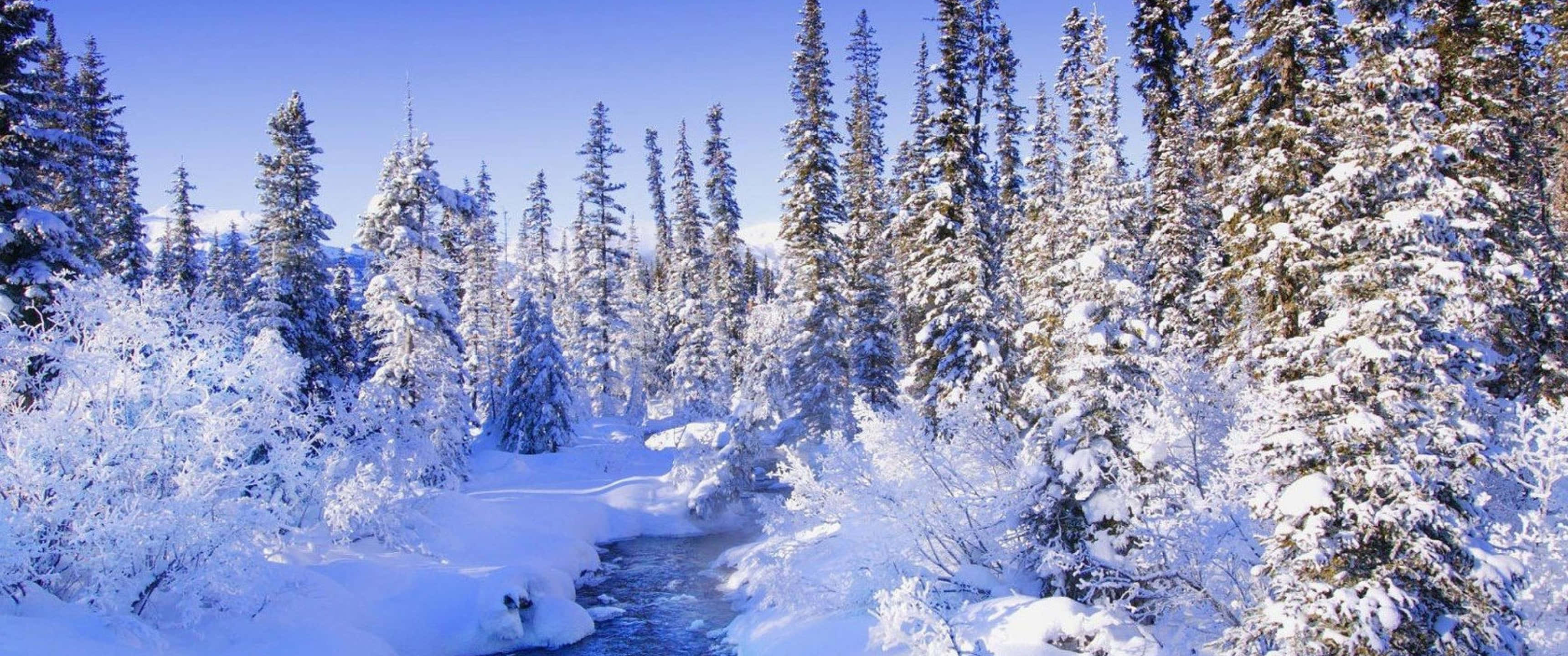 3440x1440, winter, snow-covered evergreens, 2K Desktop Wallpaper