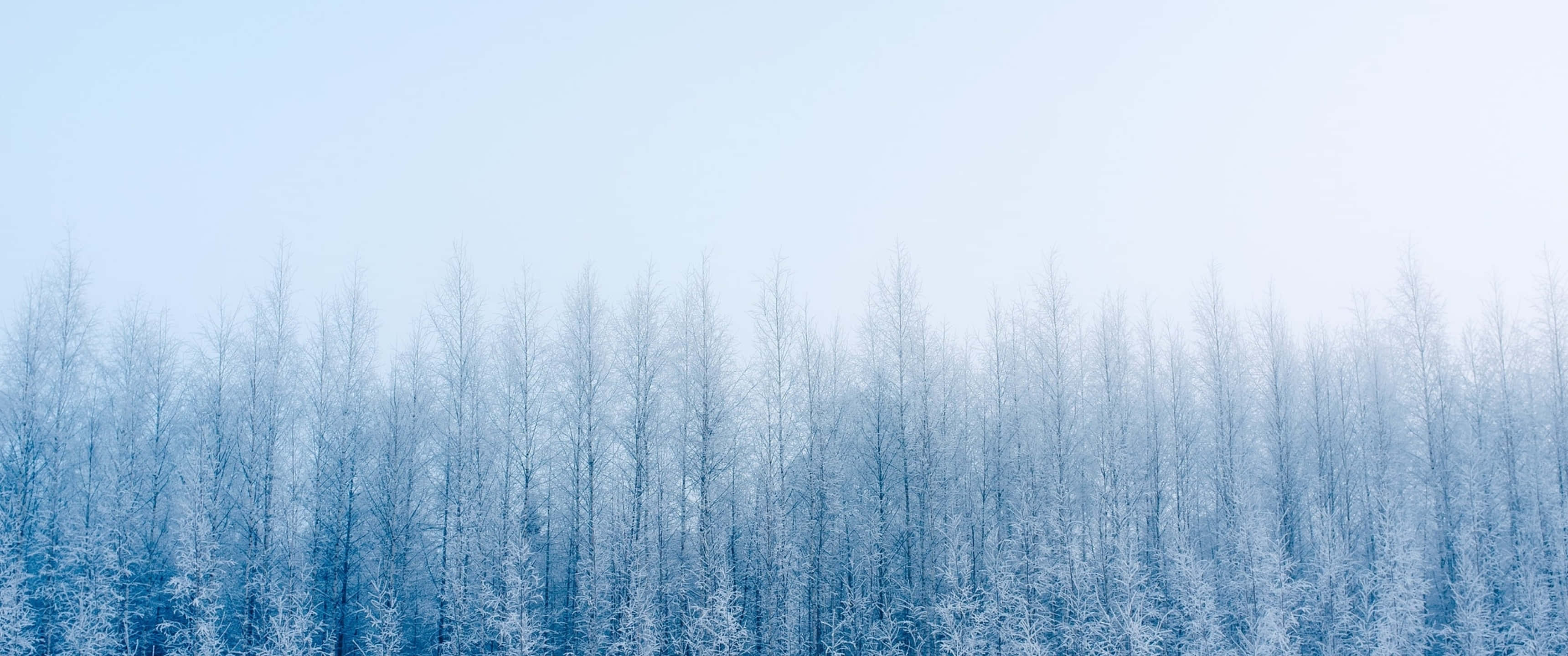 3440x1440, winter, snow-covered trees, 2K Desktop Wallpaper