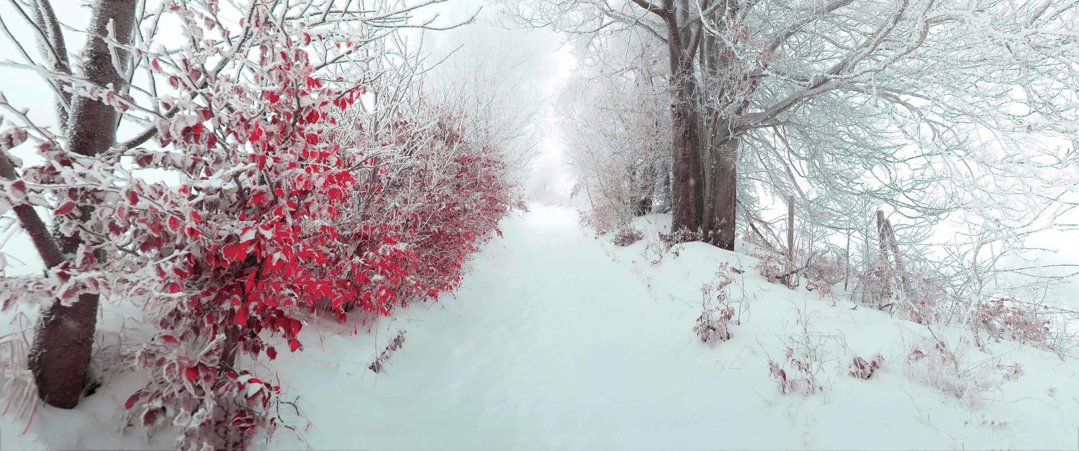 3440x1440, Winter, snowy forest path, 2K Desktop Wallpaper