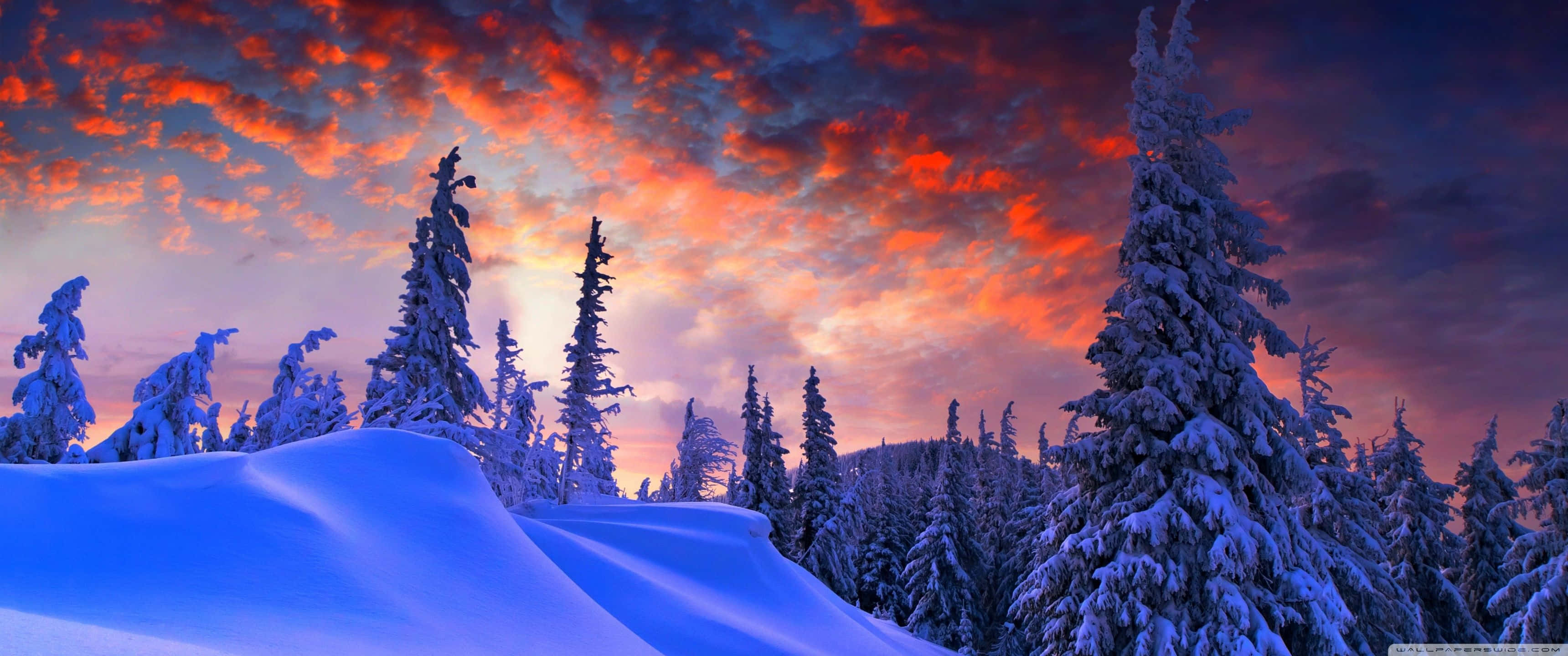 3440x1440, Winter, snowy pine trees, 2K Desktop Wallpaper