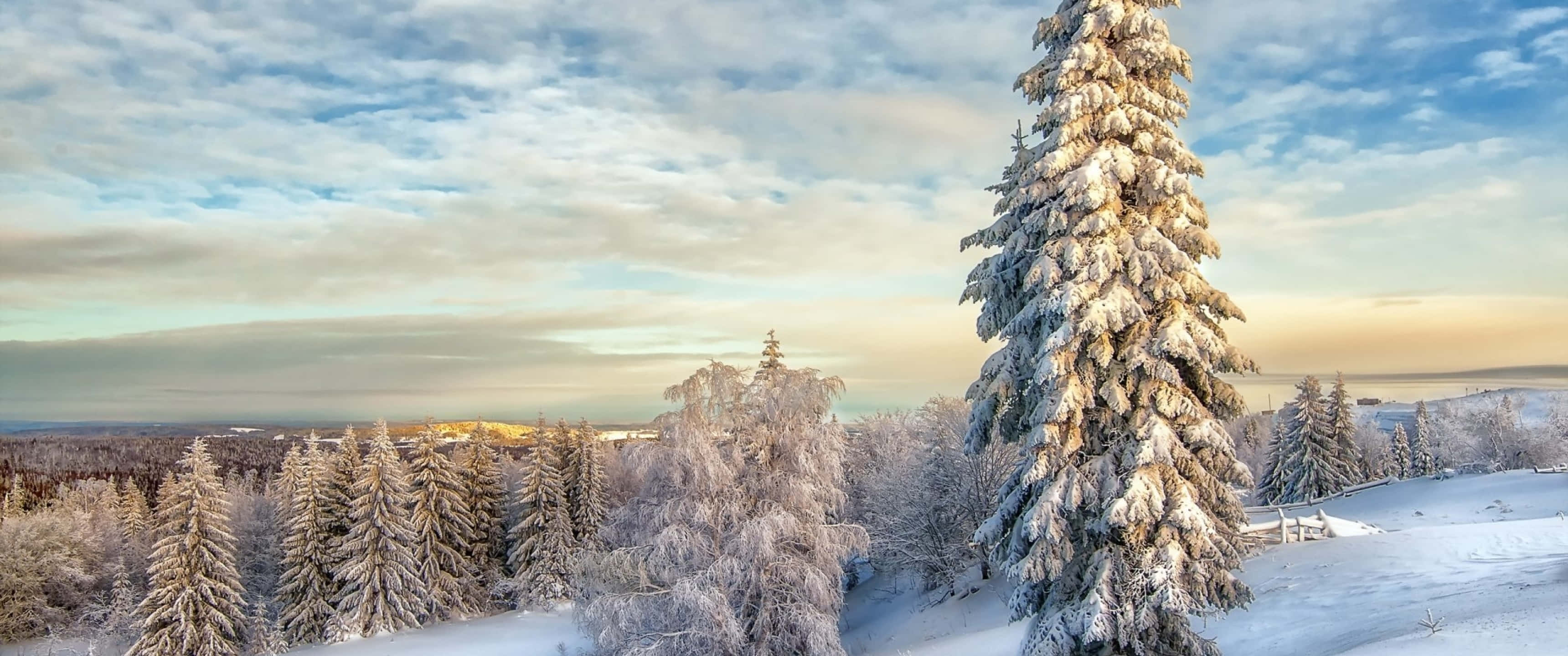 3440x1440, Winter Forest, snow-covered pine trees, 2K Desktop Wallpaper