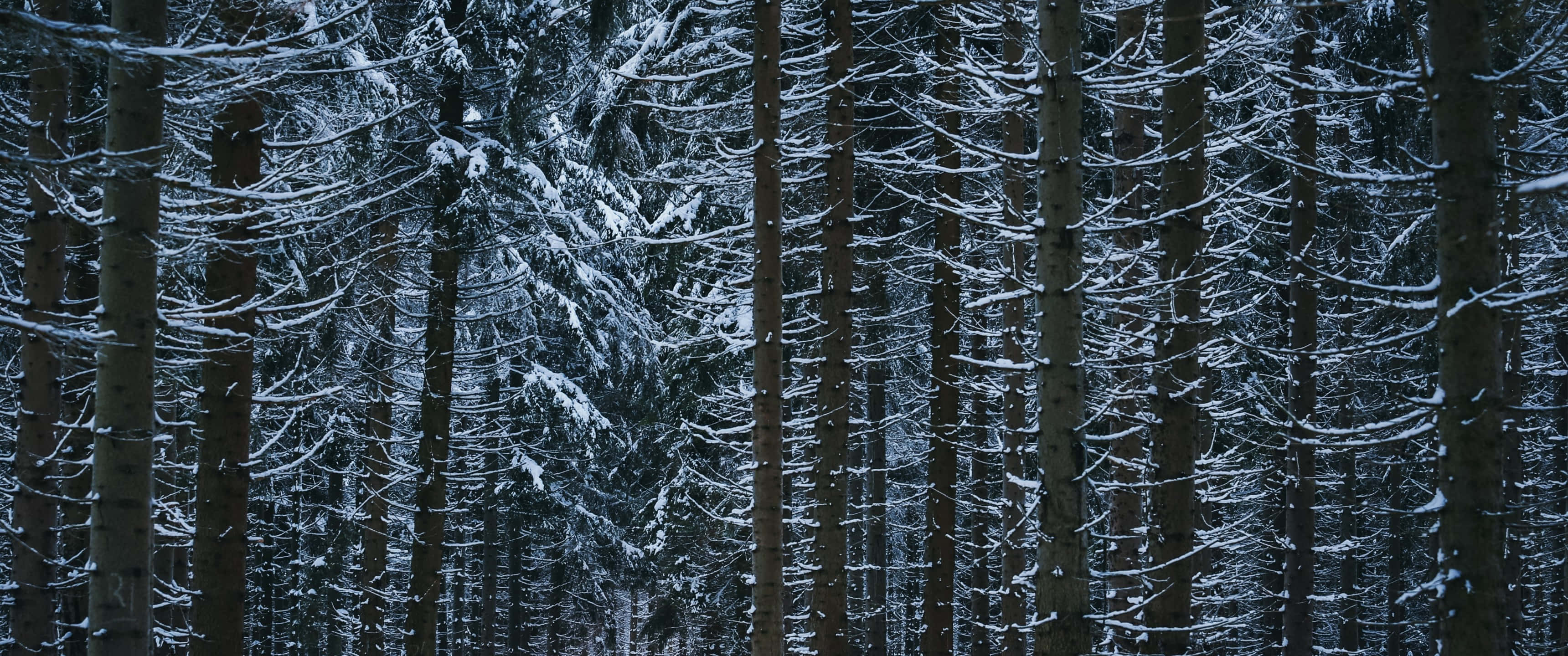 3440x1440, winter, snow-laden pine trees, 2K Desktop Wallpaper
