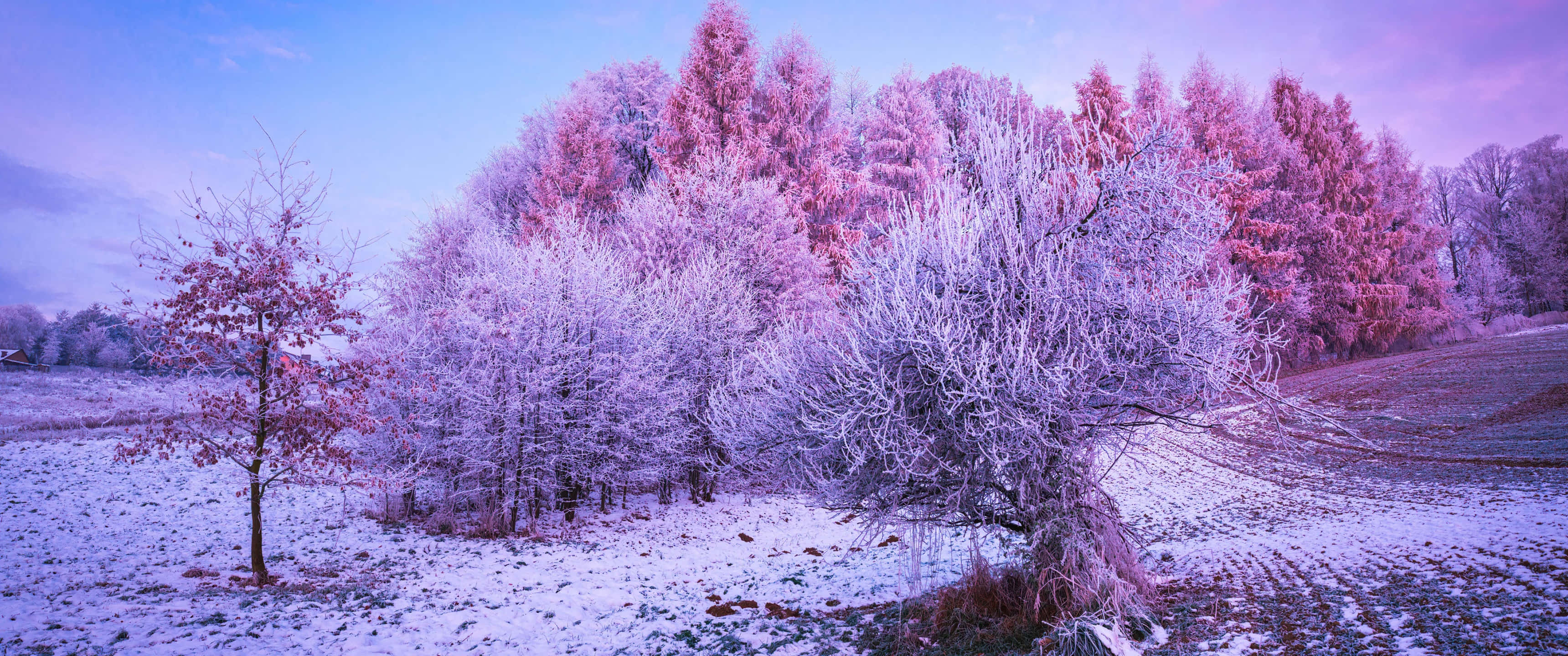 snowy field, trees, pink sky, 2K Desktop Wallpaper
