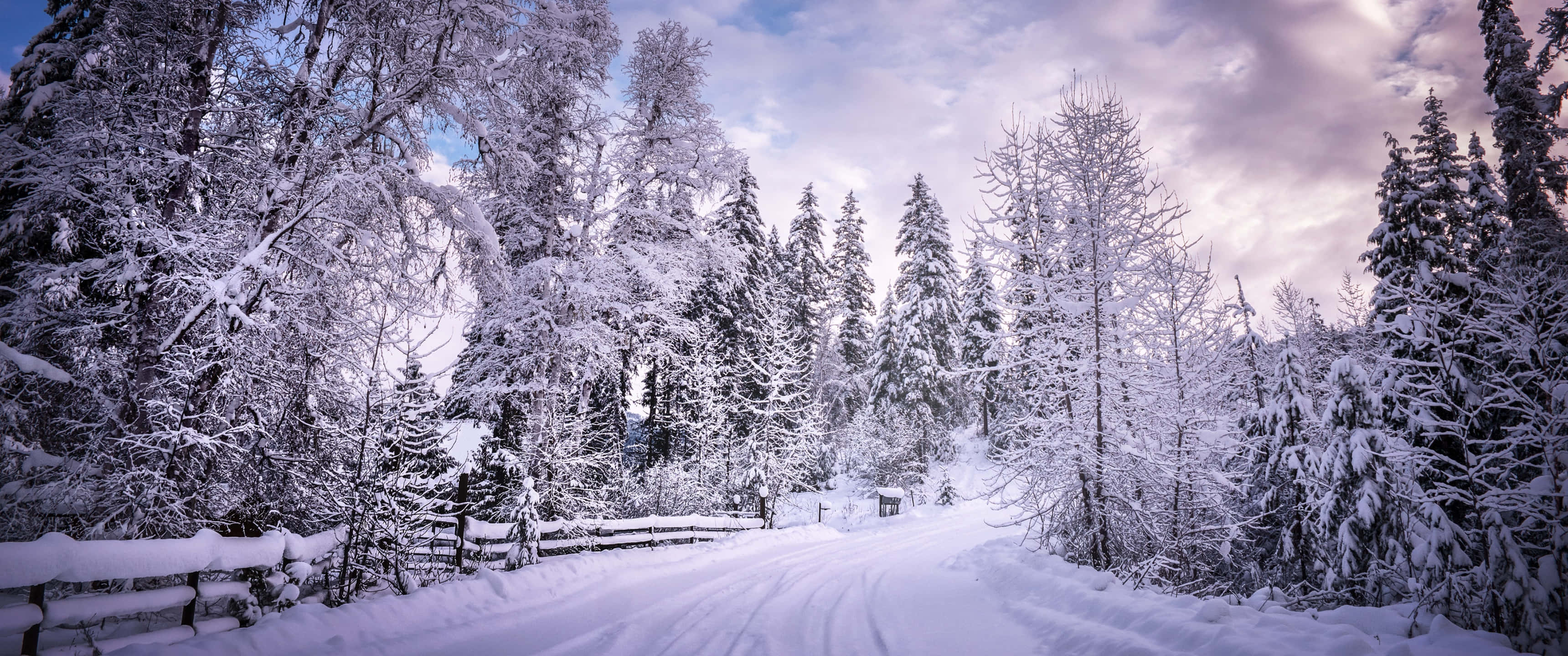 3440x1440, winter, snow-covered forest path, 2K Desktop Wallpaper