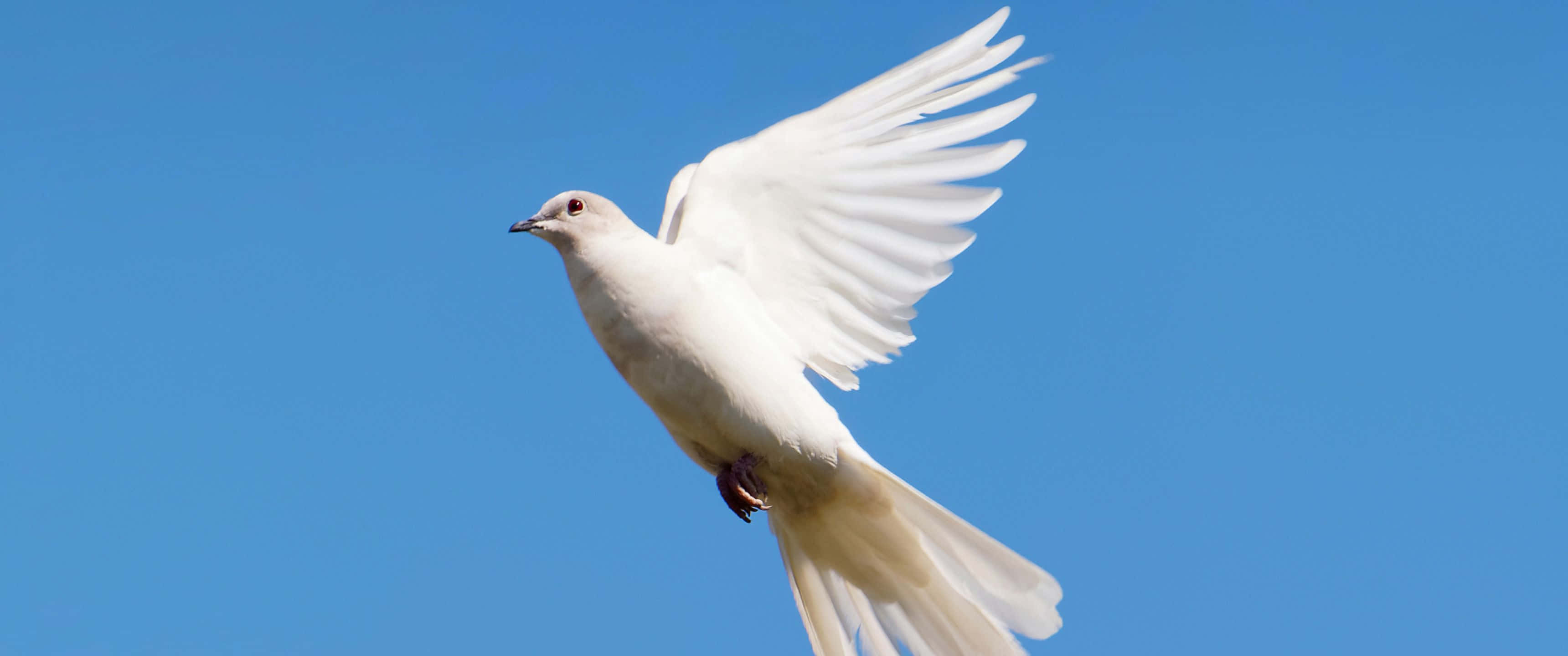 3440x1440, white dove, azure sky, 2K Desktop Wallpaper