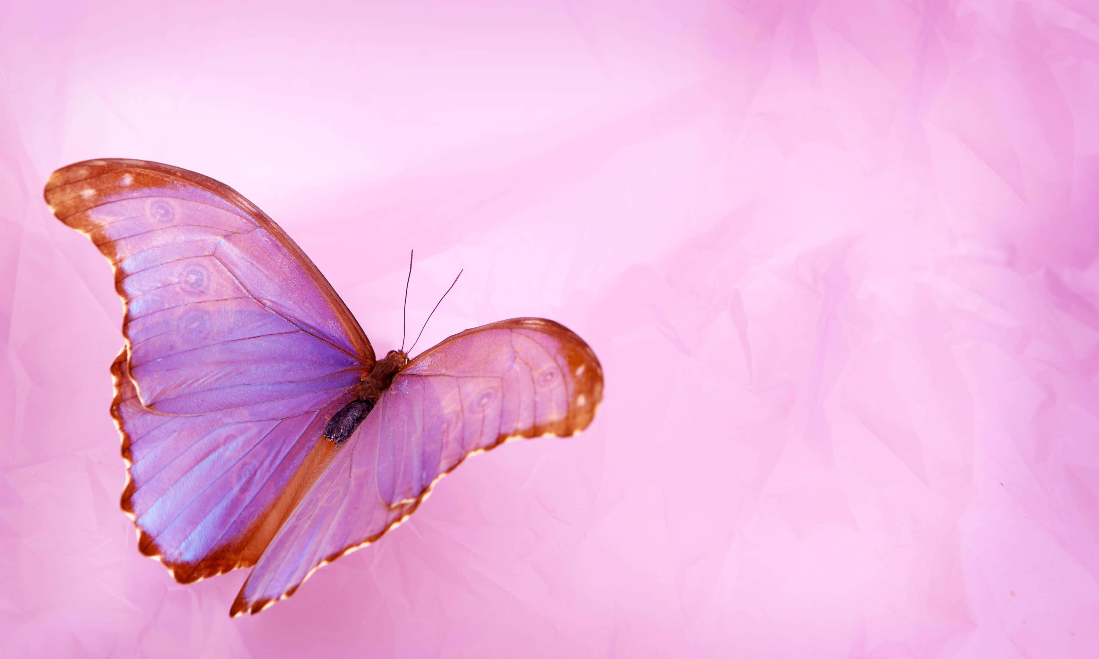 3600x2160, vibrant purple butterfly, orange-brown edges, 2K Desktop Wallpaper