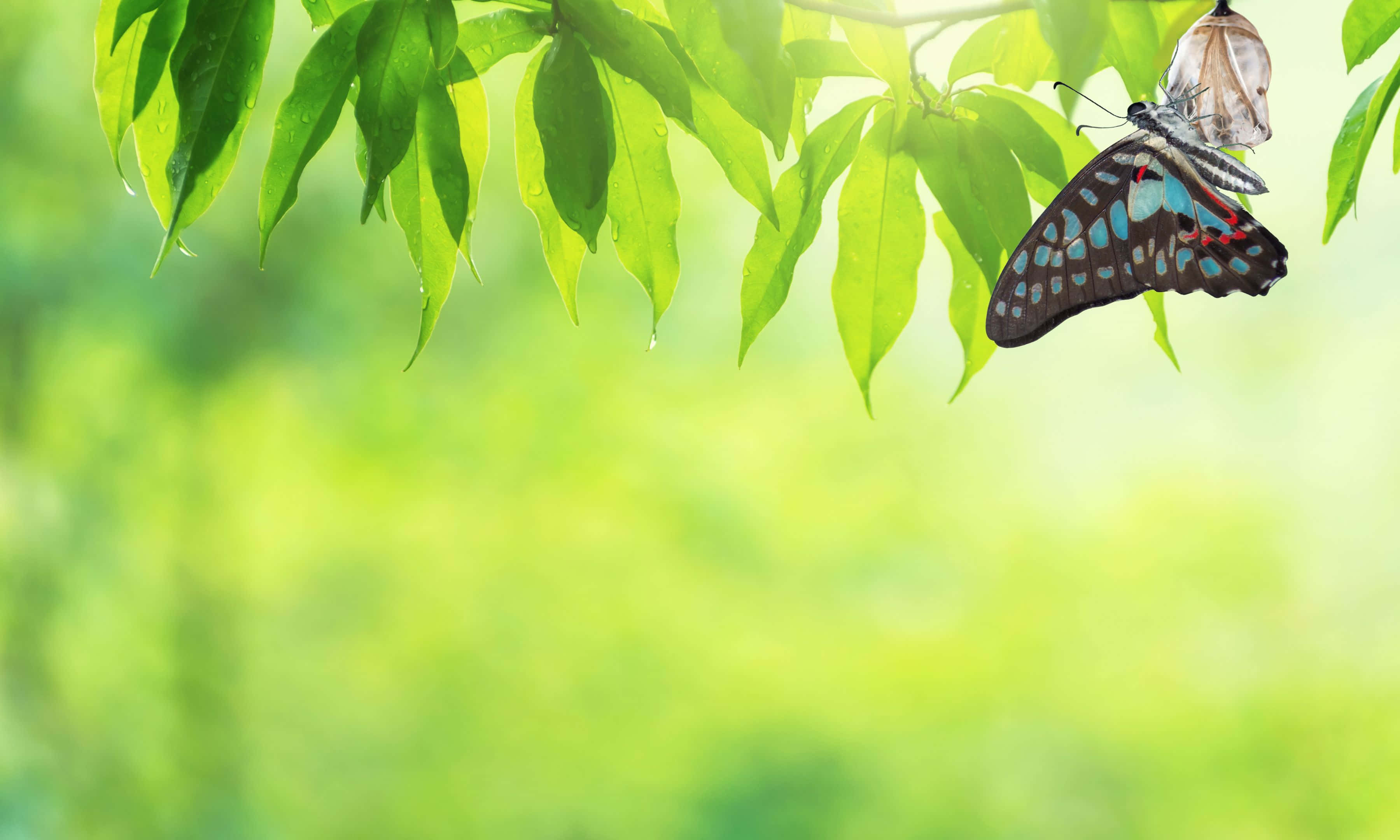 3600x2160, vibrant blue, black butterfly, 2K Desktop Wallpaper