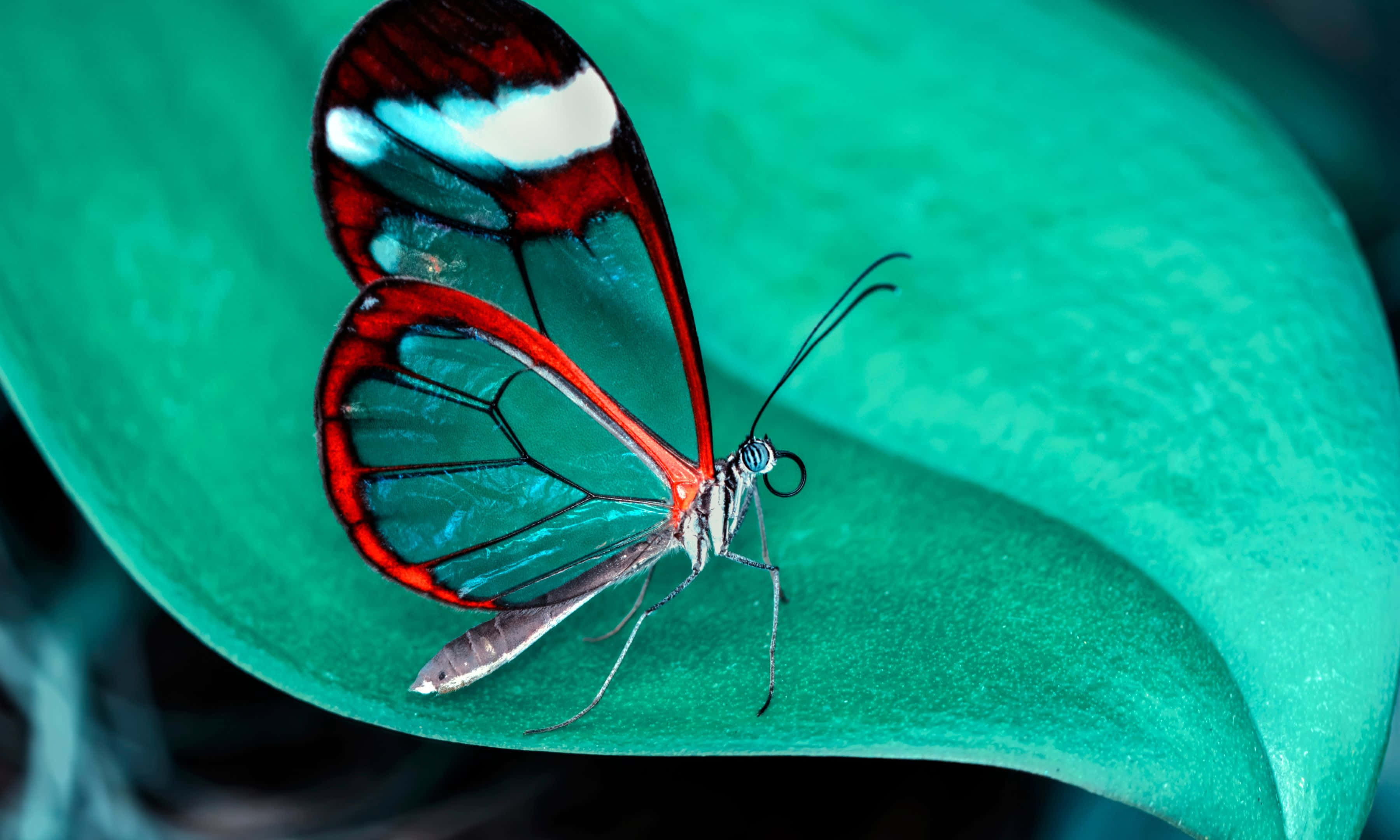 glasswing butterfly, red and blue patterns, lush teal leaf, 2K Desktop Wallpaper