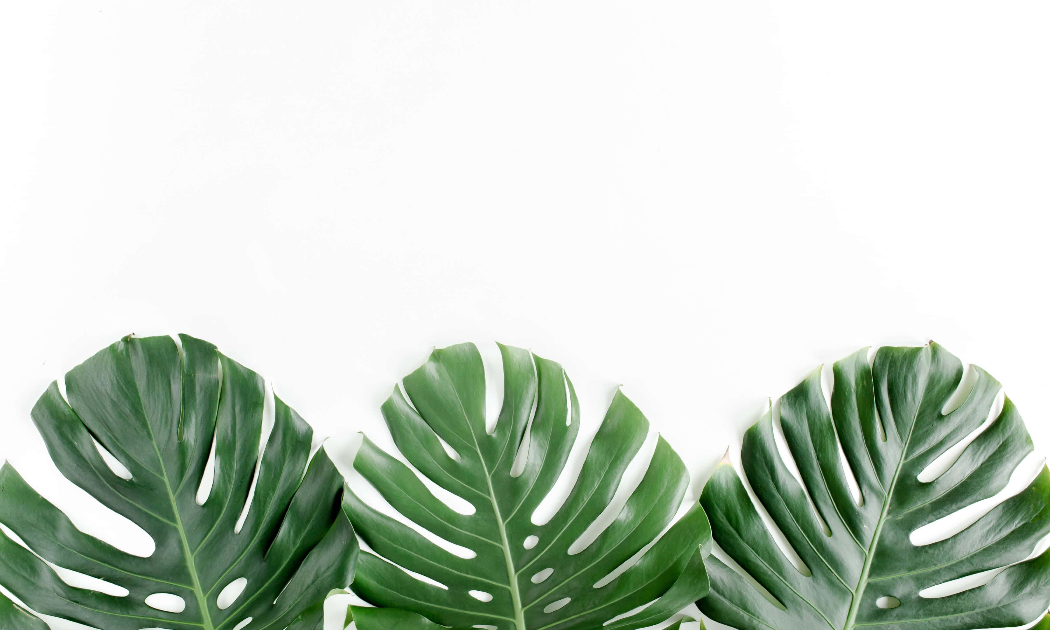 3600x2160, Vibrant Beach Sunset, three vibrant green monstera leaves, 2K Desktop Wallpaper