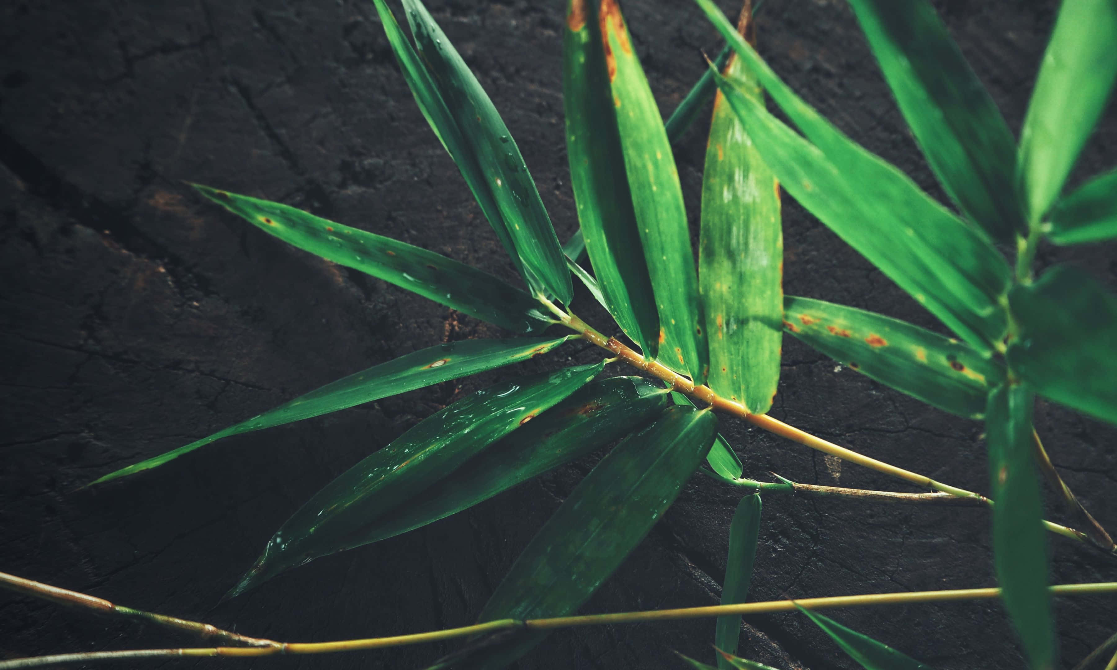 3600x2160, vibrant green bamboo leaves, water droplets, 2K Desktop Wallpaper