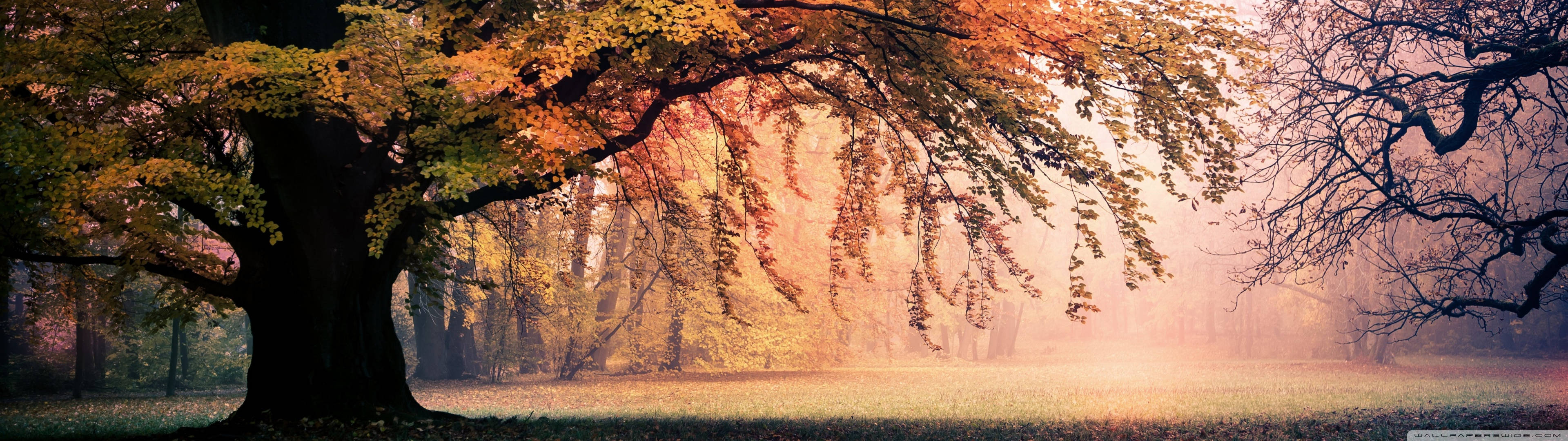 3840x1080 4K, autumn forest, fiery orange leaves, 4K Desktop Wallpaper