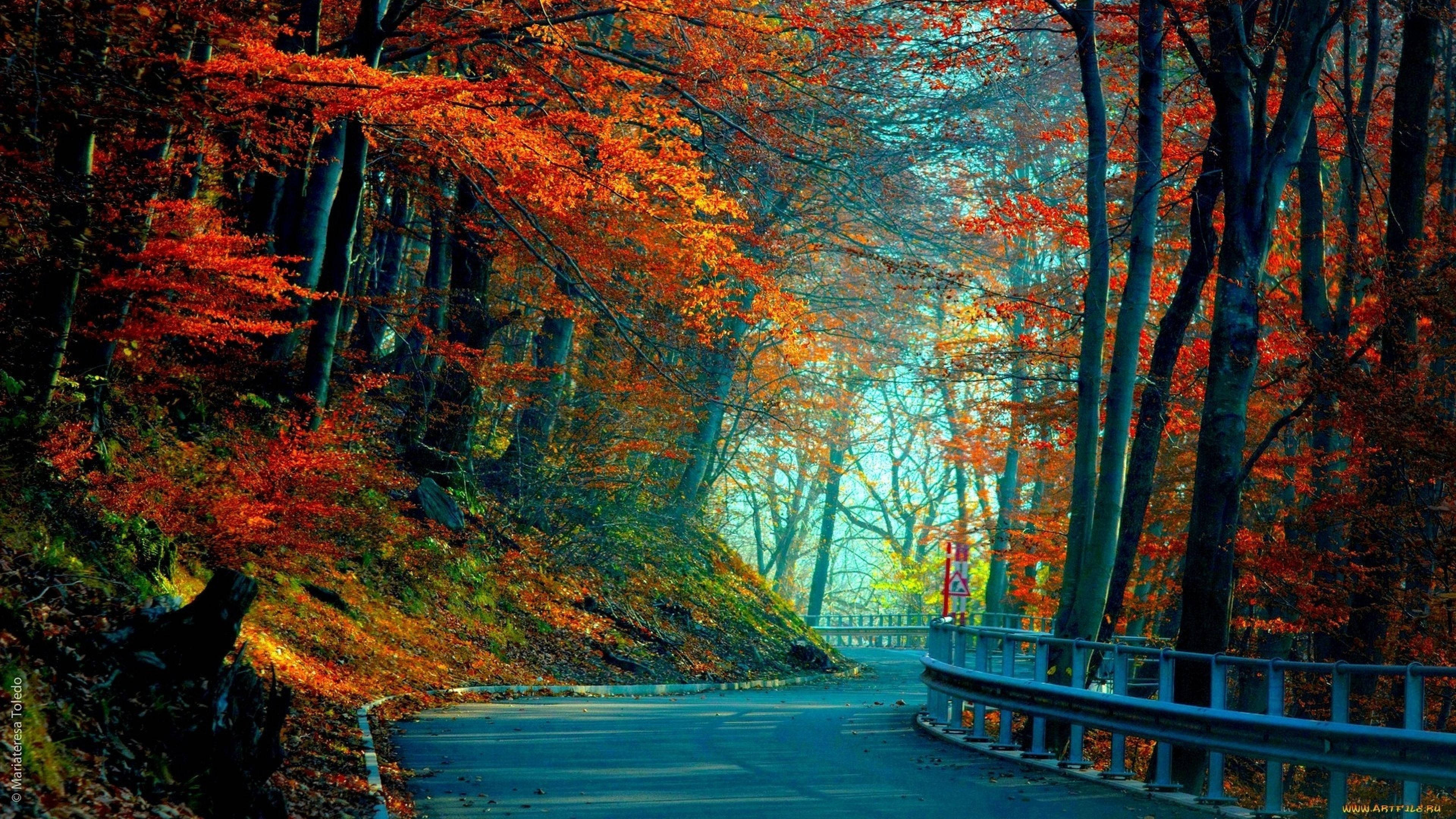 3840x2160 Monitor, forest road, fiery orange, 4K Desktop Wallpaper
