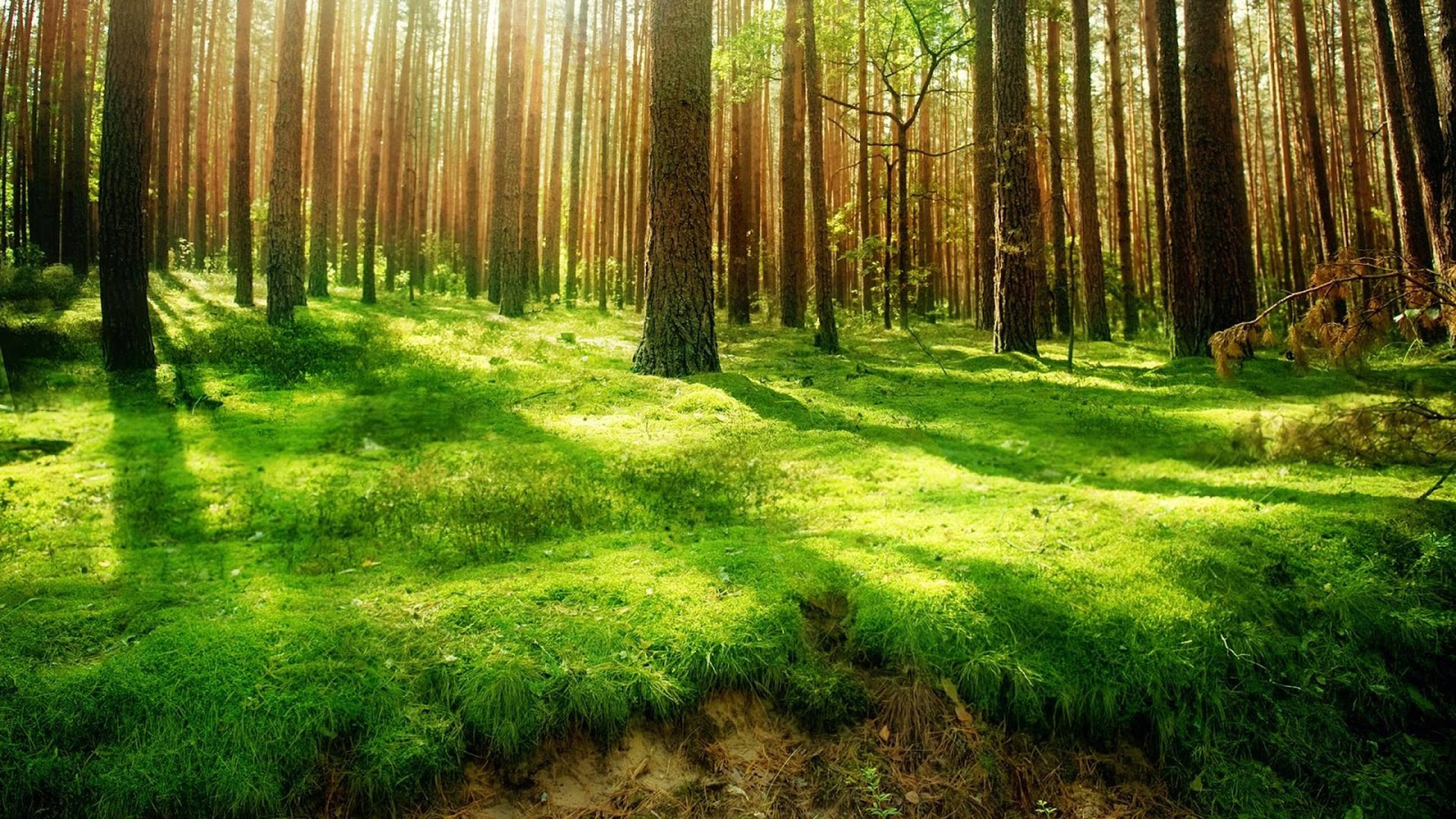 3840x2160 monitor, forest floor, pine trees, 4K Desktop Wallpaper