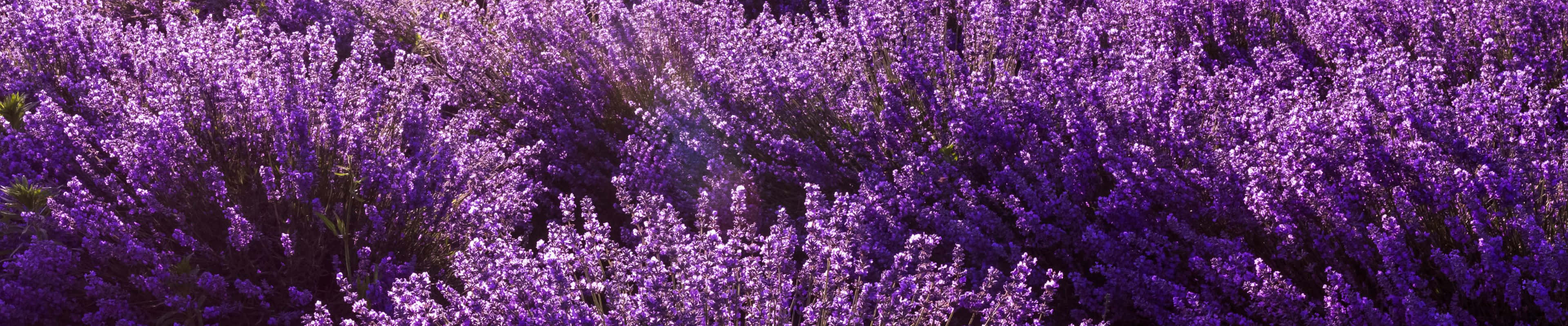 lavender field, sunlight, purple lavender, 4K Desktop Wallpaper