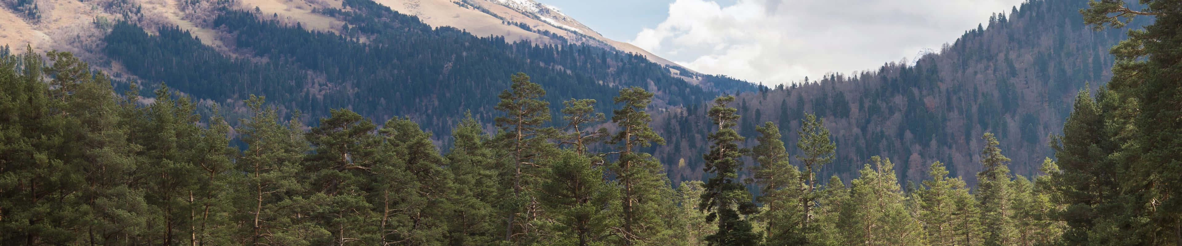 3840x800, pine forest, snow-capped mountains, 4K Desktop Wallpaper