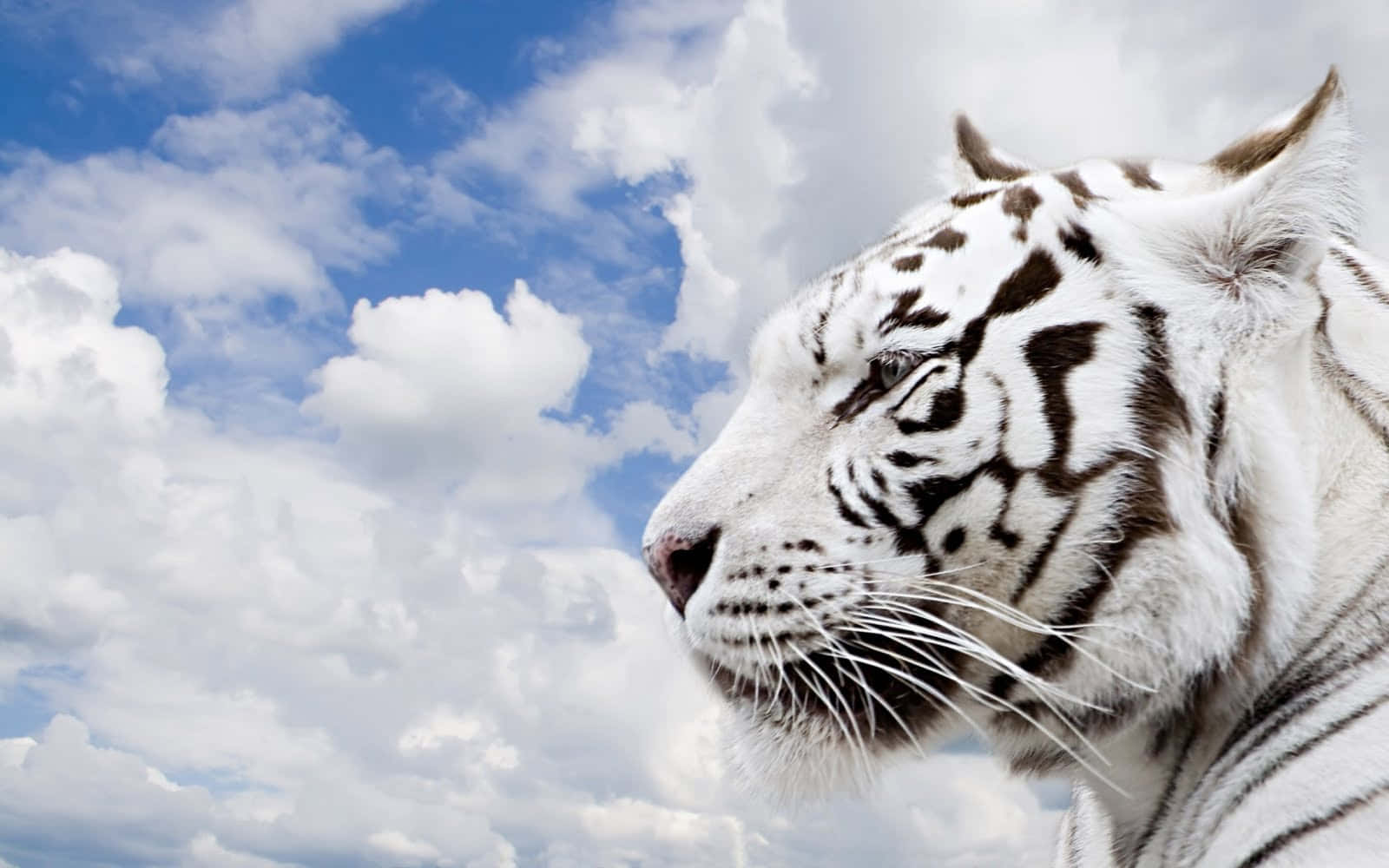 3d animal, white tiger, profile, HD Desktop Wallpaper