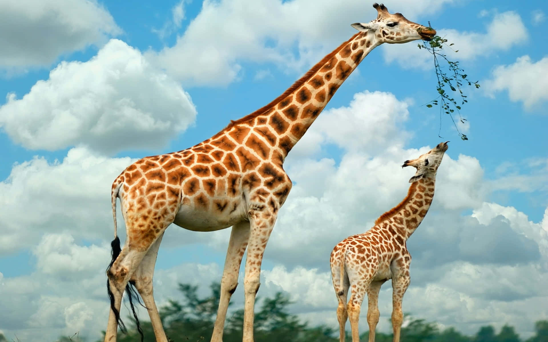 3d animal, lion, giraffe, Full HD Desktop Wallpaper
