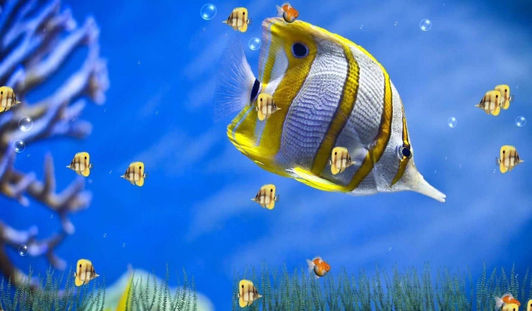 copperband butterfly fish, yellow and white, coral, HD Desktop Wallpaper