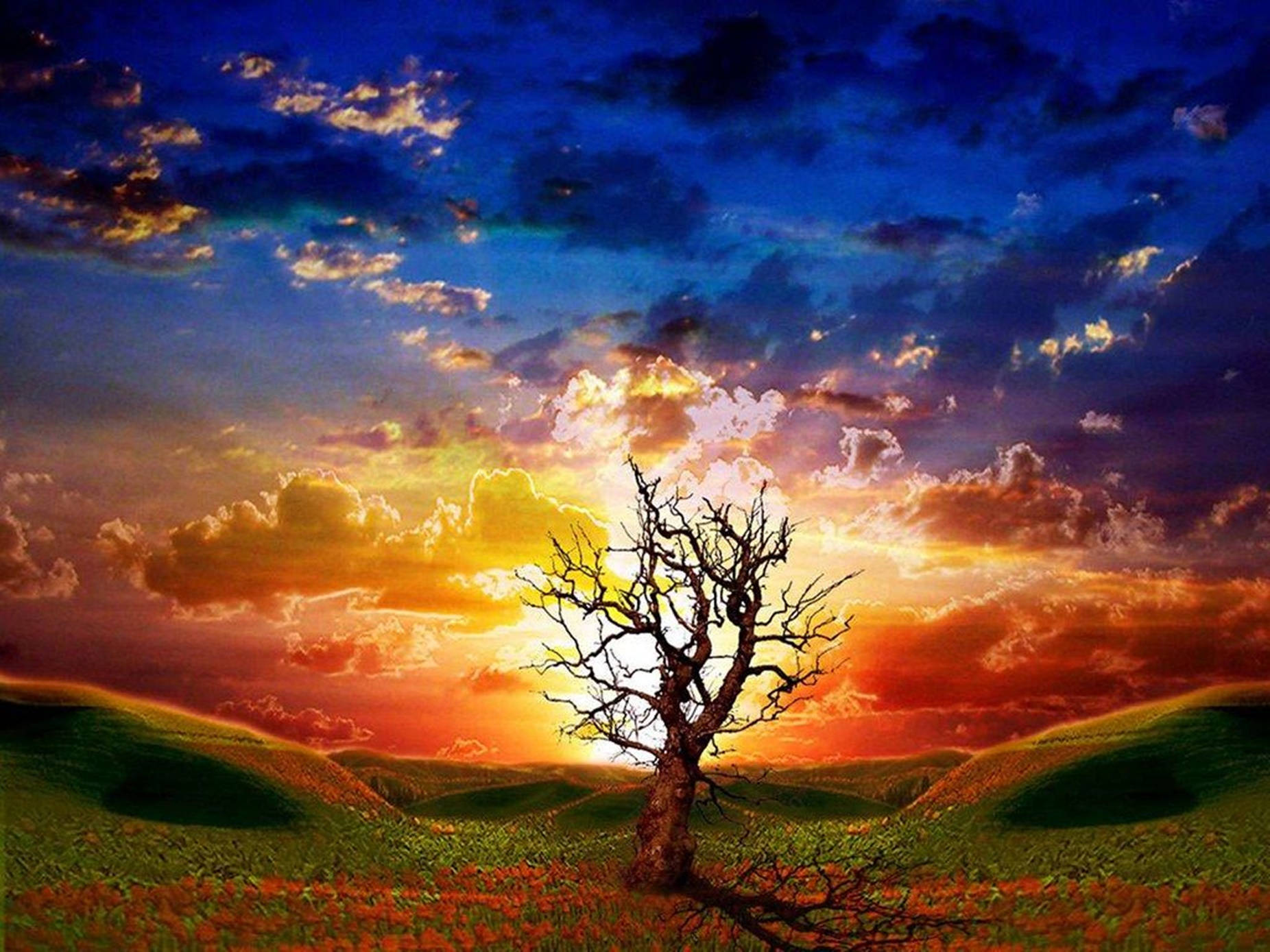 sunset, tree silhouette, red flowers, HD Desktop Wallpaper