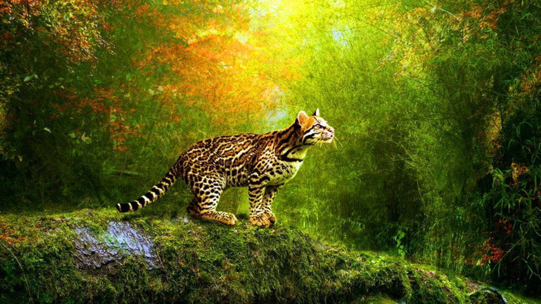 wandering leopard, 3d animation, mossy rock, HD Desktop Wallpaper