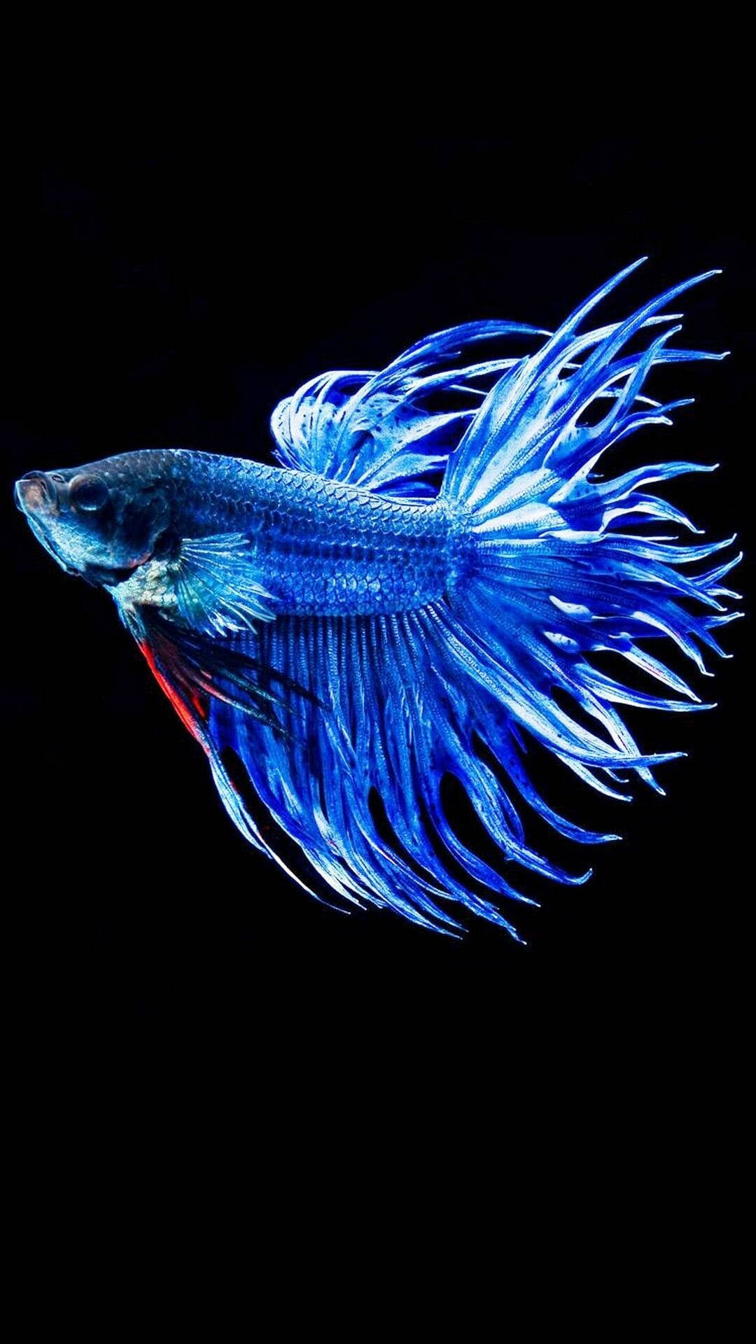 3d Apple iPhone, betta fish, vibrant blue, Full HD Phone Wallpaper