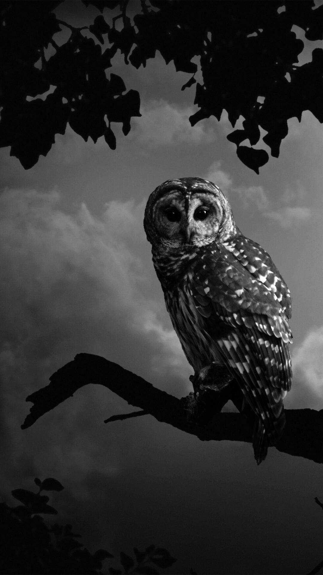 3d apple iphone, barred owl, branch, Full HD Phone Wallpaper