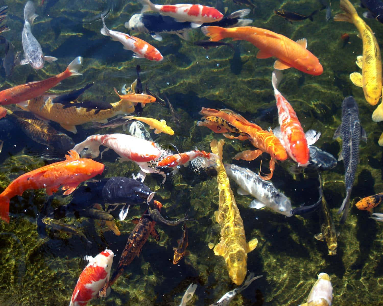 3d fish, koi fish, clear water, HD Desktop Wallpaper