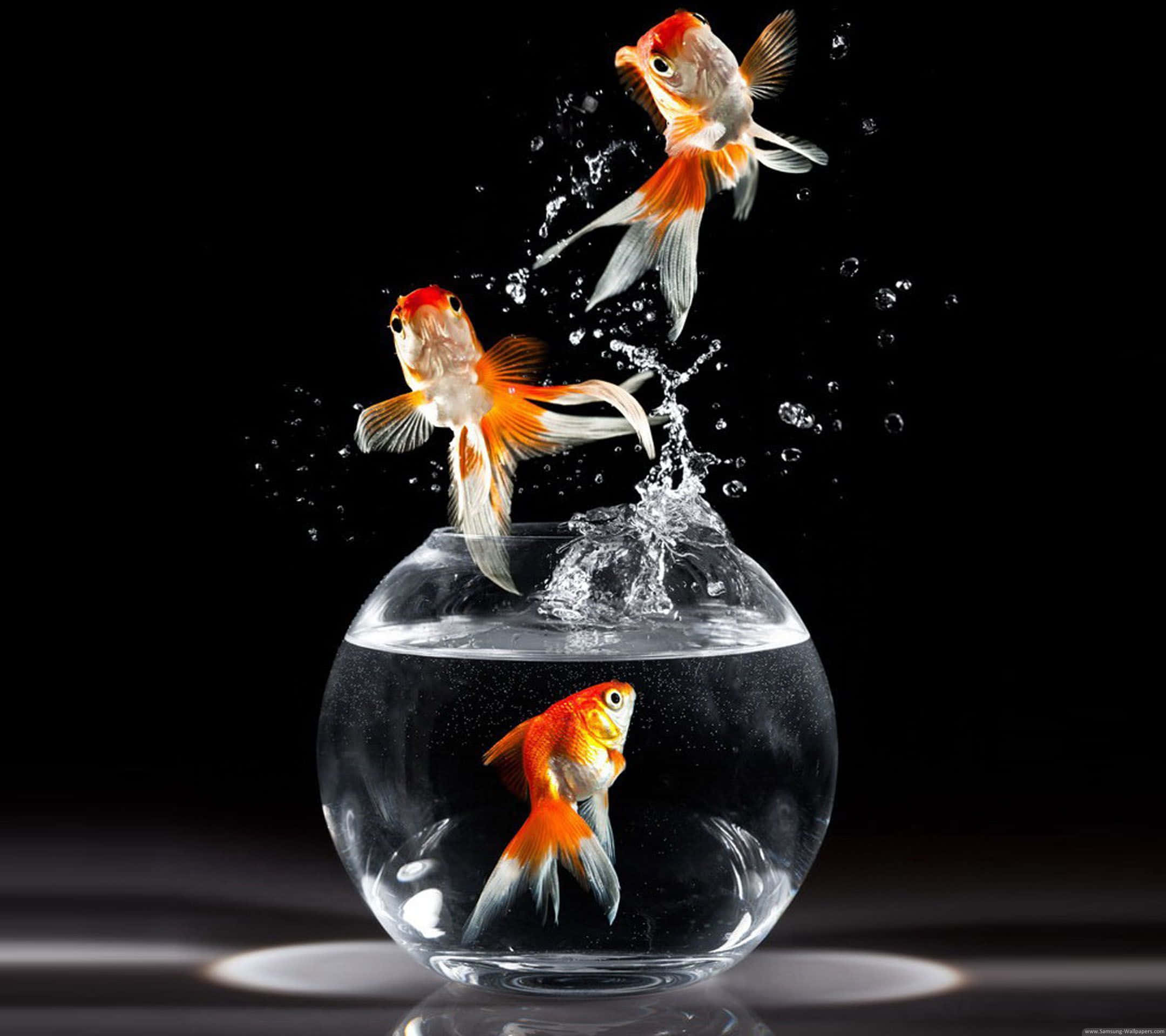 3d fish, goldfish, glass bowl, Full HD Desktop Wallpaper