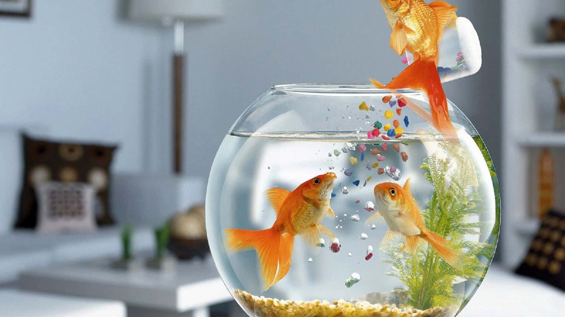3d fish, goldfish, bowl, Full HD Desktop Wallpaper