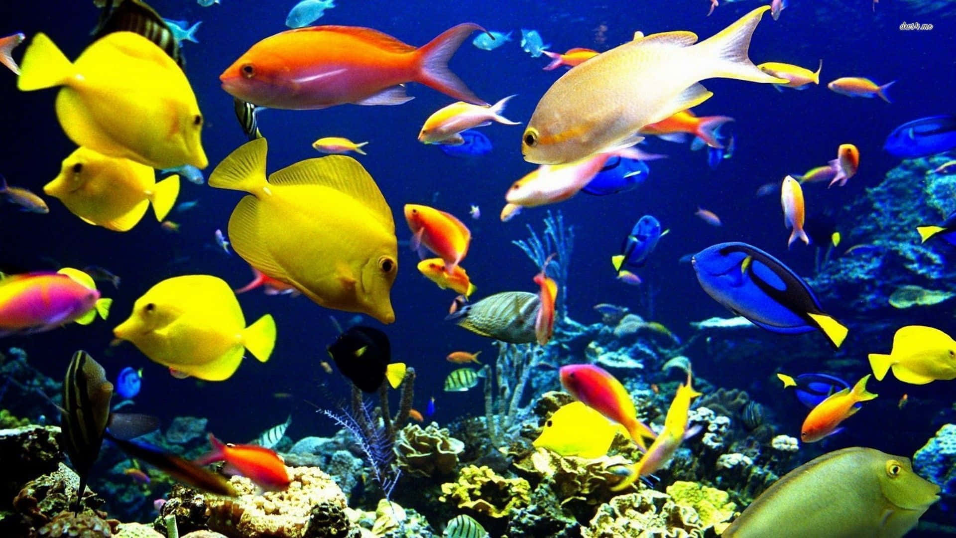 3d fish, tropical fish, colorful coral reefs, Full HD Desktop Wallpaper