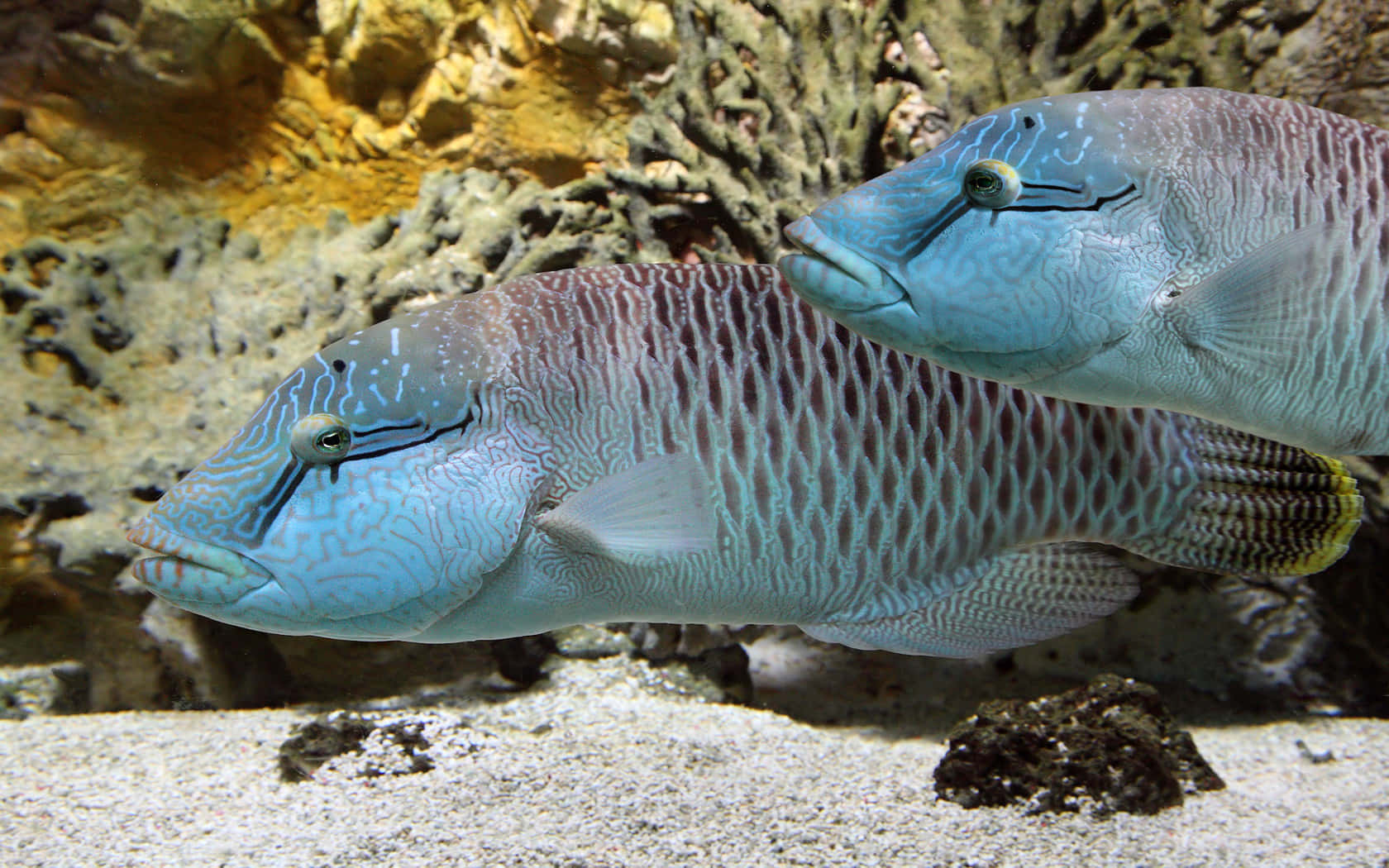 3d fish, blue fish, sandy ocean floor, HD Desktop Wallpaper