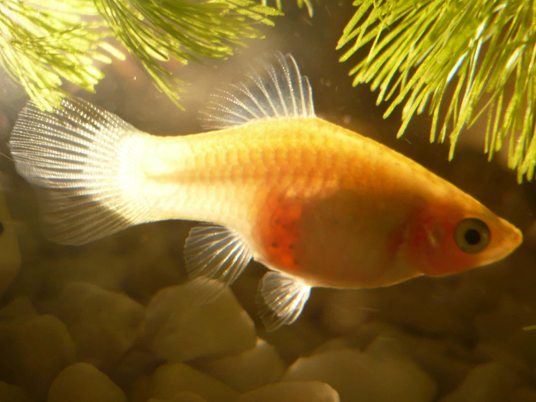 3d fish, golden fish, red markings, Full HD Desktop Wallpaper