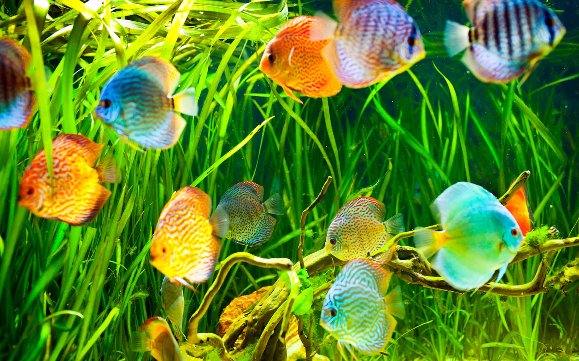 3d fish, discus fish, lush green aquatic plants, Full HD Desktop Wallpaper