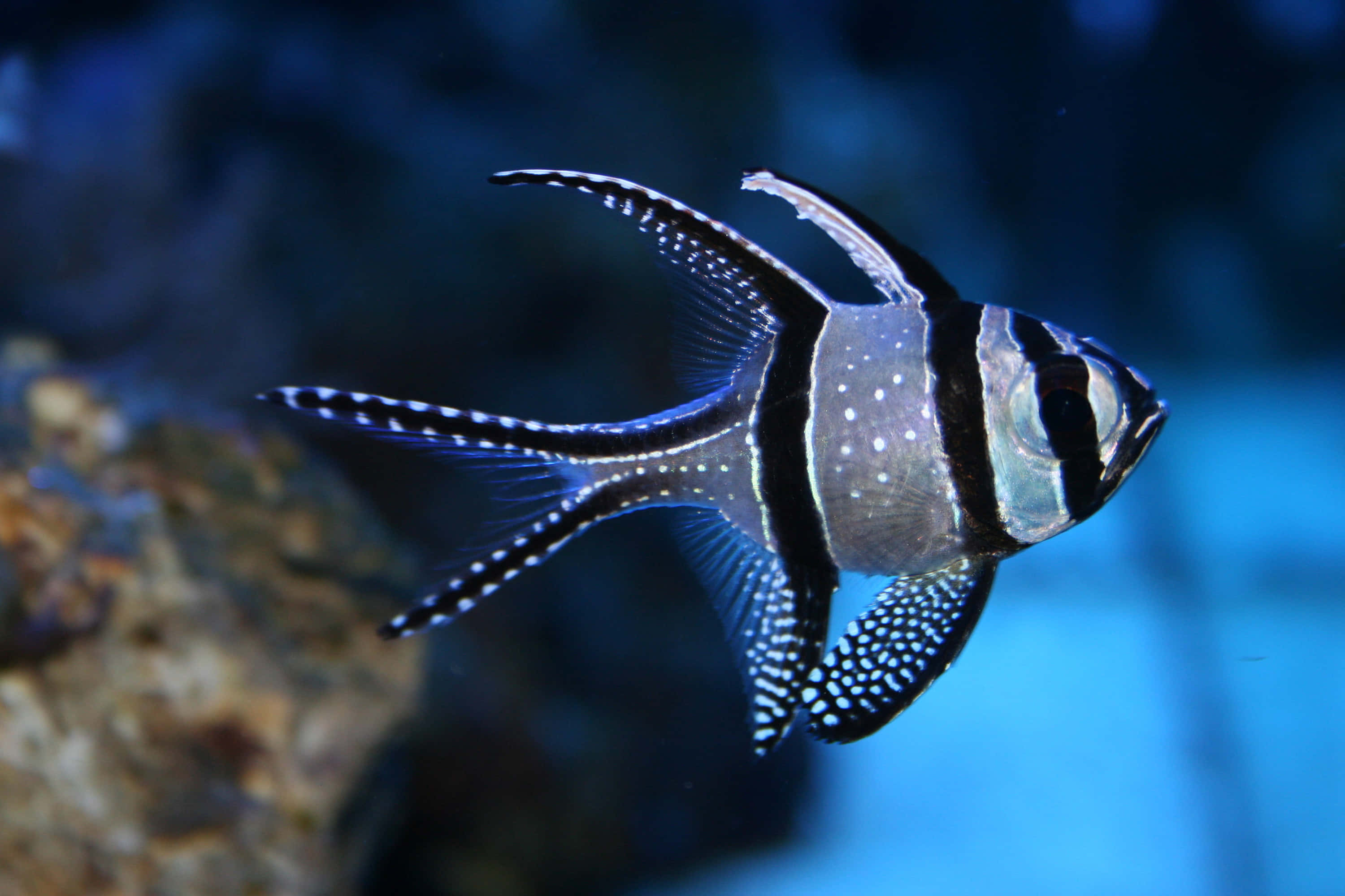 3d fish 3000 x 2000 wallpaper, 3D fish, coral reef, 2K Desktop Wallpaper