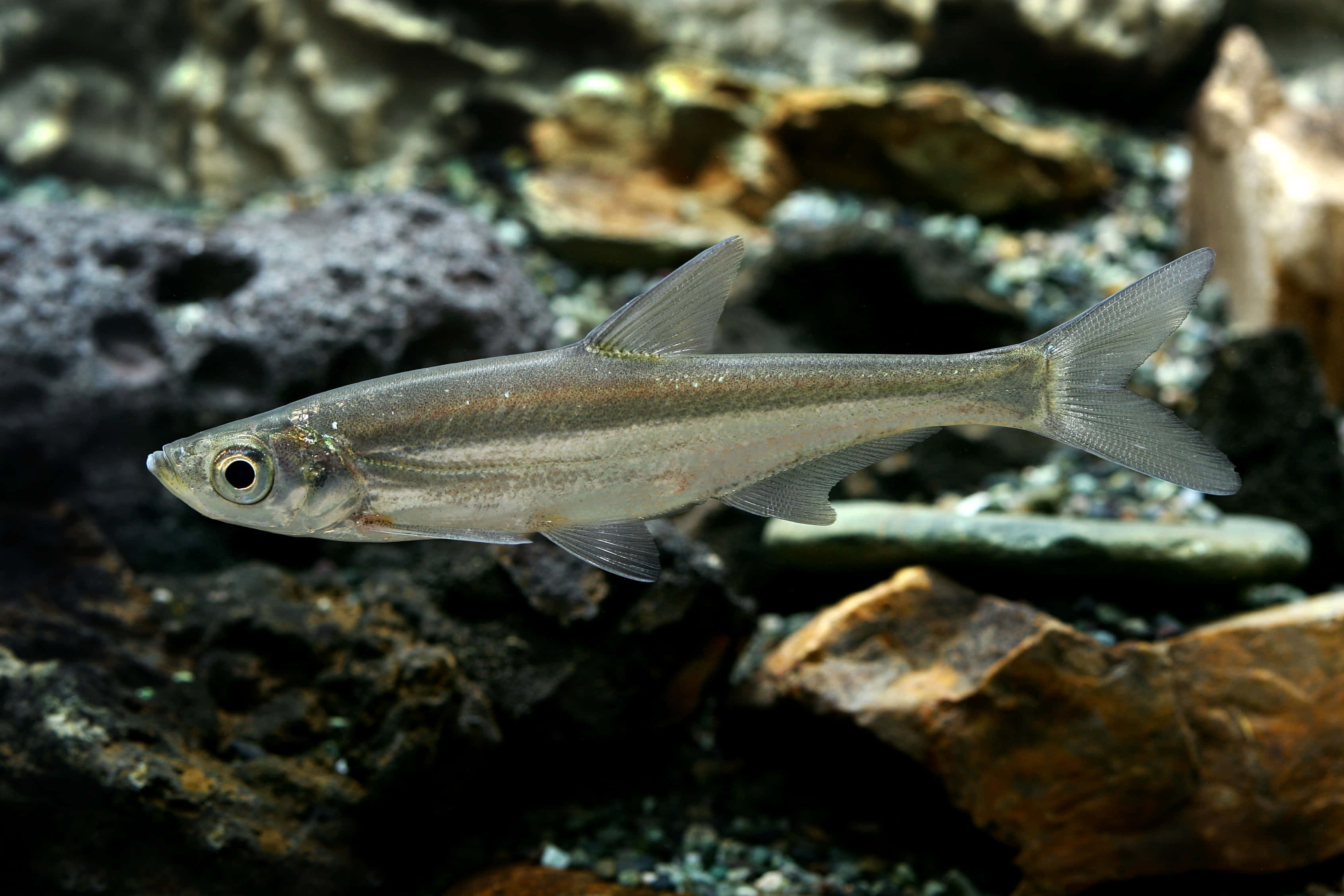 3d fish, sleek silver fish, clear water, 2K Desktop Wallpaper