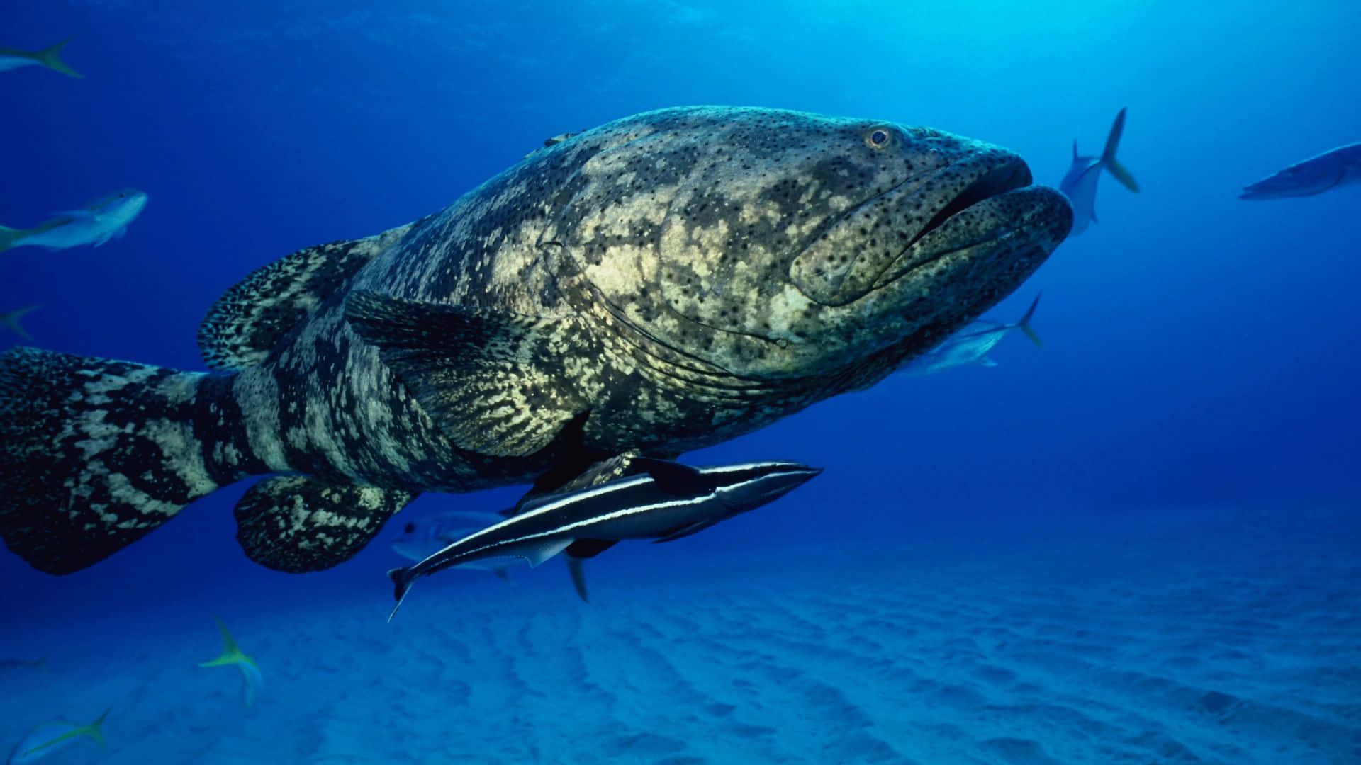 3d fish, spotted grouper, clear blue ocean water, Full HD Desktop Wallpaper