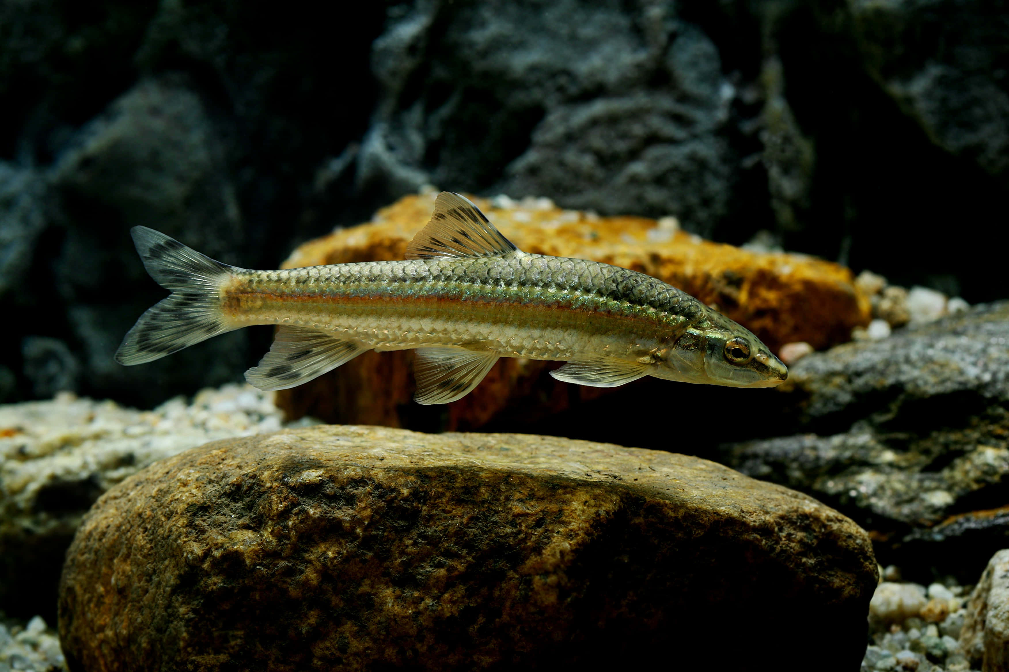 3d fish, silver scales, red stripe, 2K Desktop Wallpaper