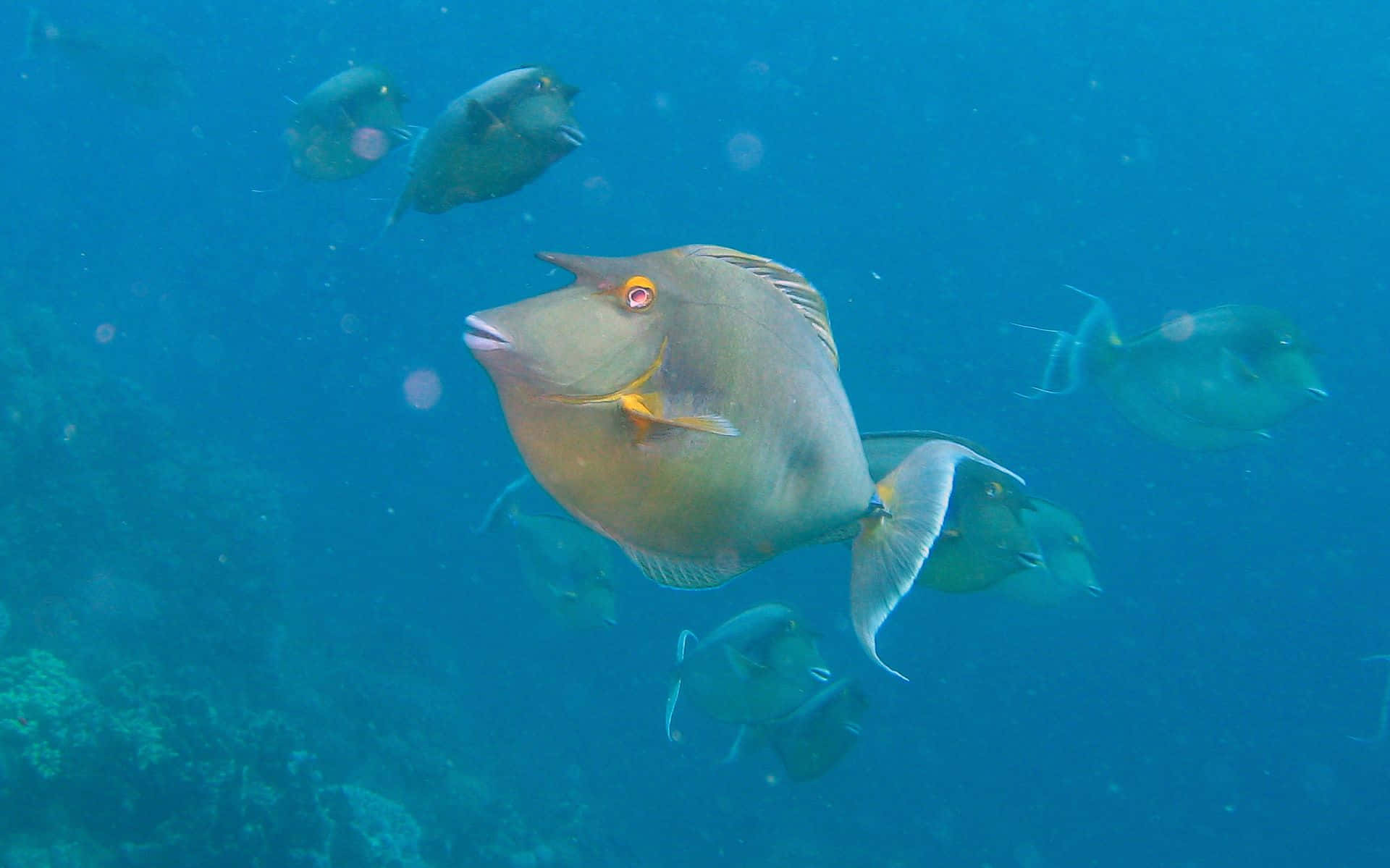 3d fish, surgeonfish, crystal-clear waters, Full HD Desktop Wallpaper