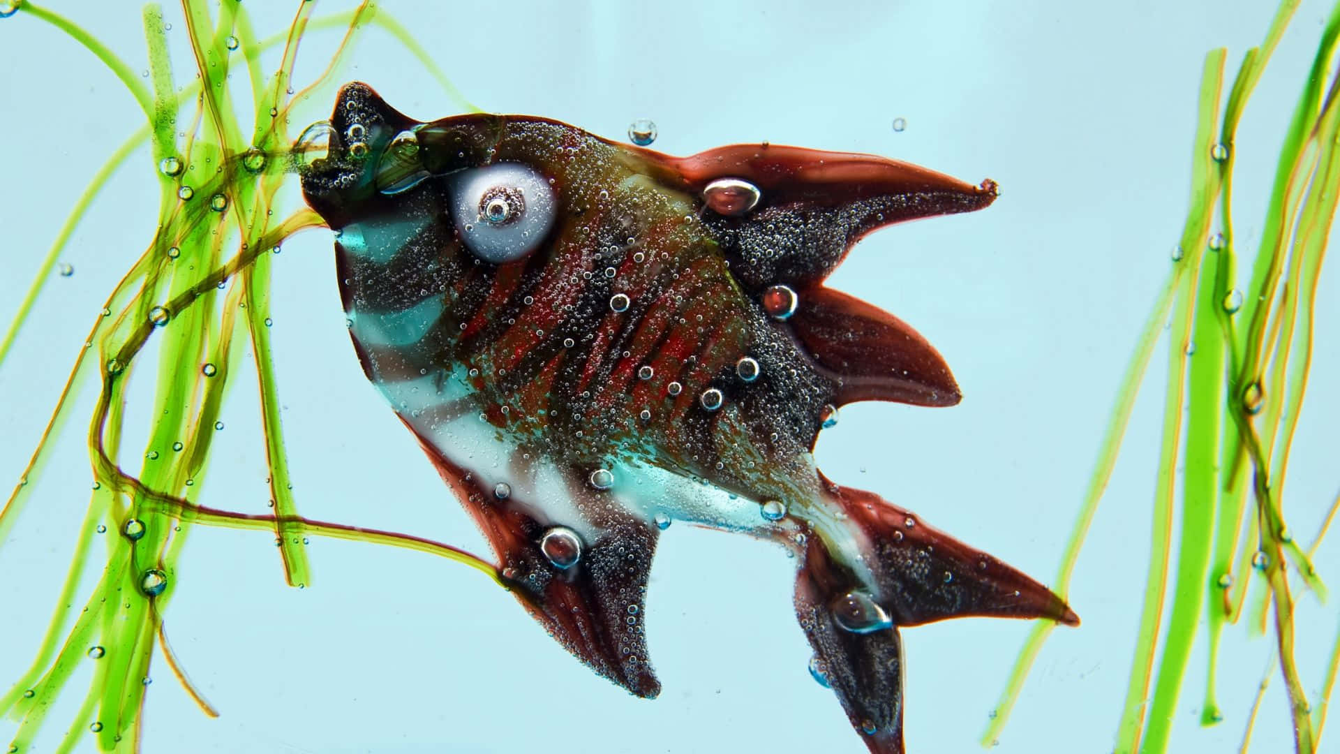 3d fish, translucent glass fish, red fins, Full HD Desktop Wallpaper