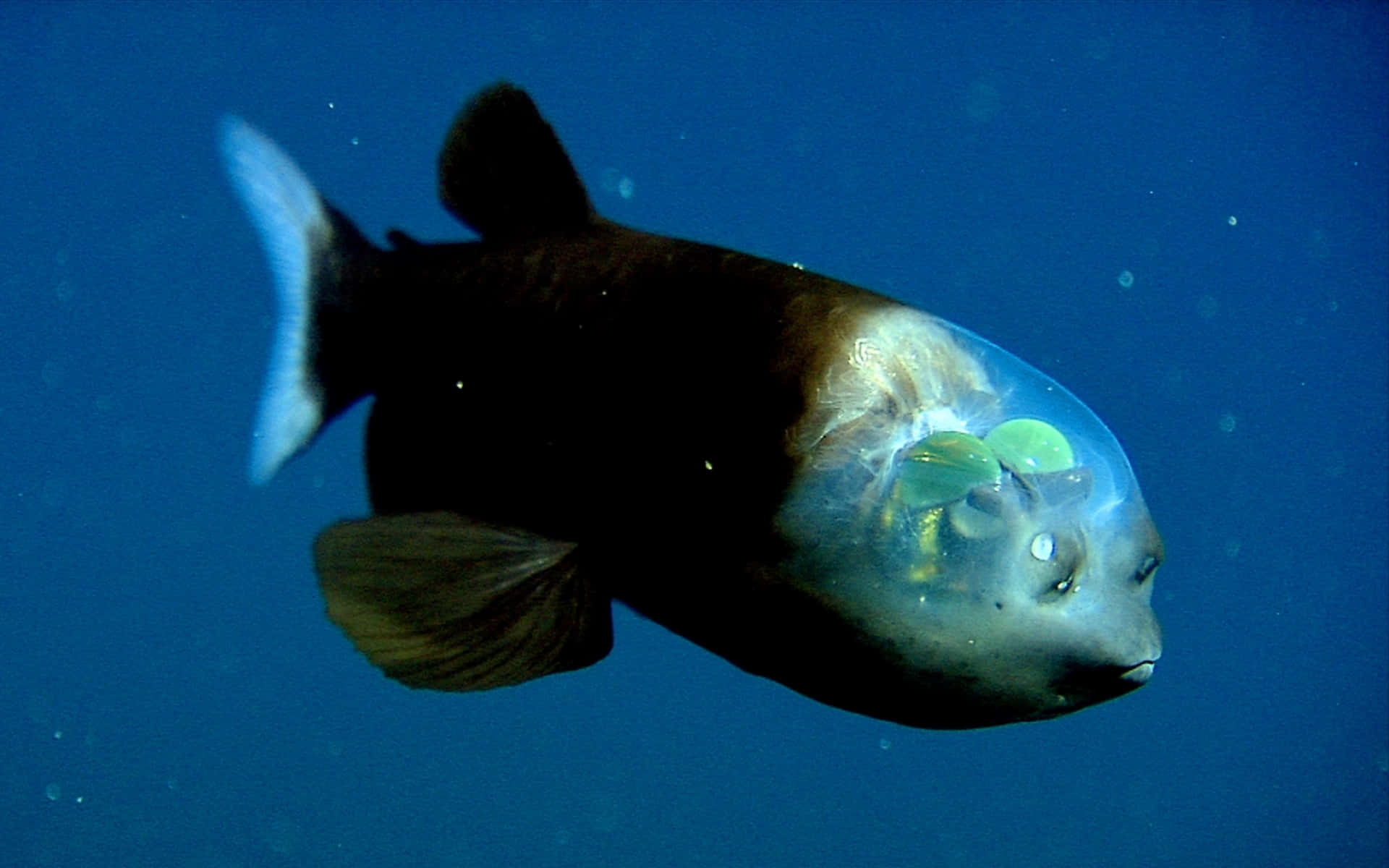 3d fish, transparent head, glowing green organs, Full HD Desktop Wallpaper