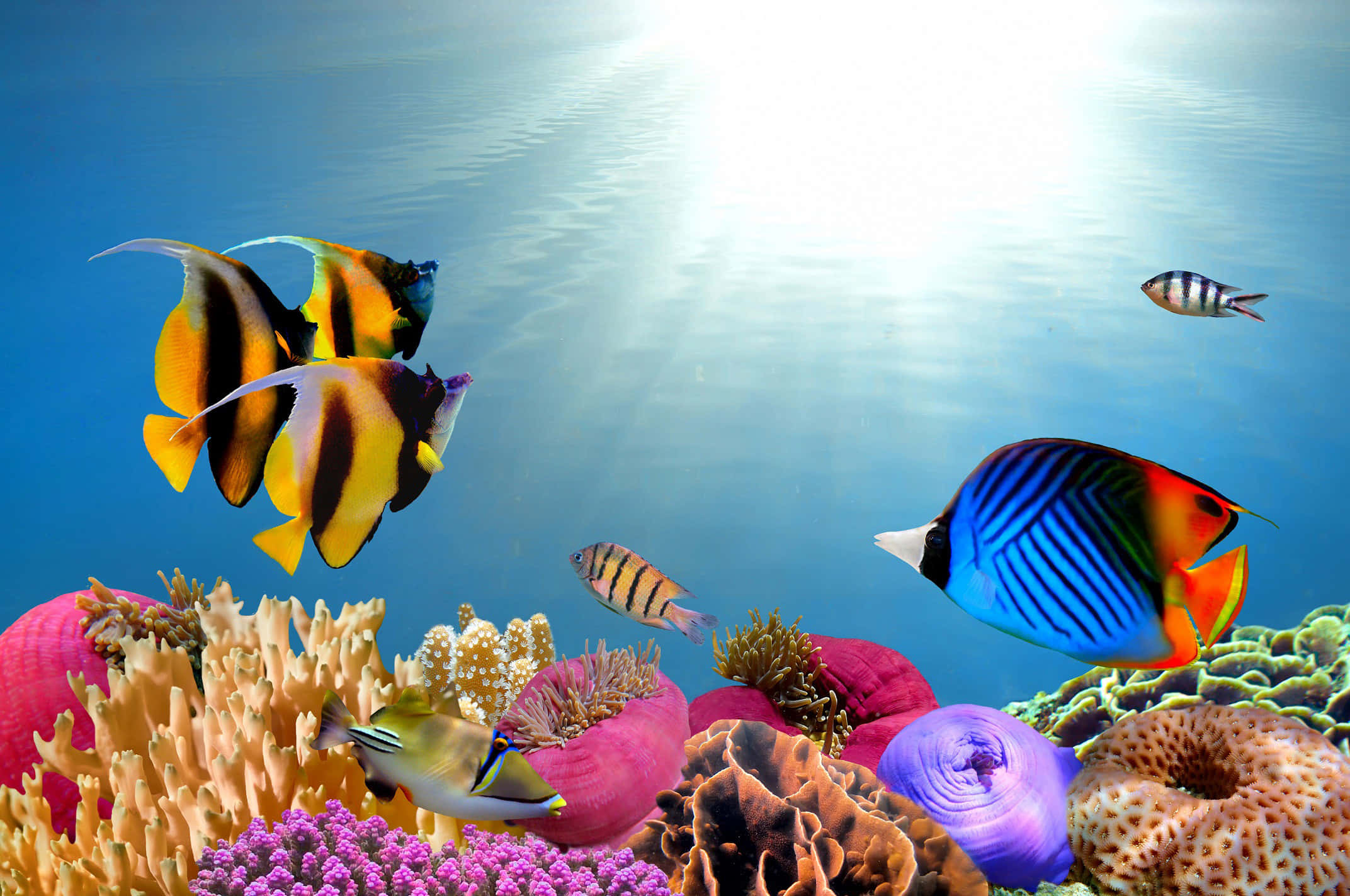 3d fish, vibrant tropical fish, colorful coral reefs, Full HD Desktop Wallpaper