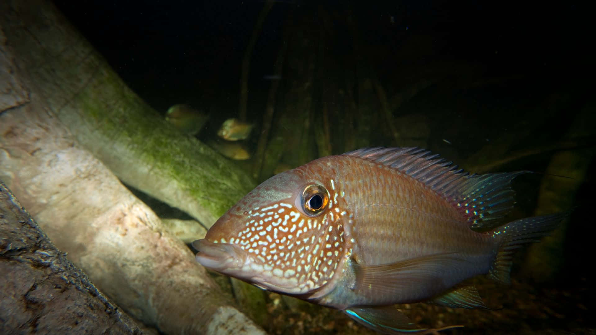 3d fish, spotted freshwater fish, mossy driftwood, Full HD Desktop Wallpaper