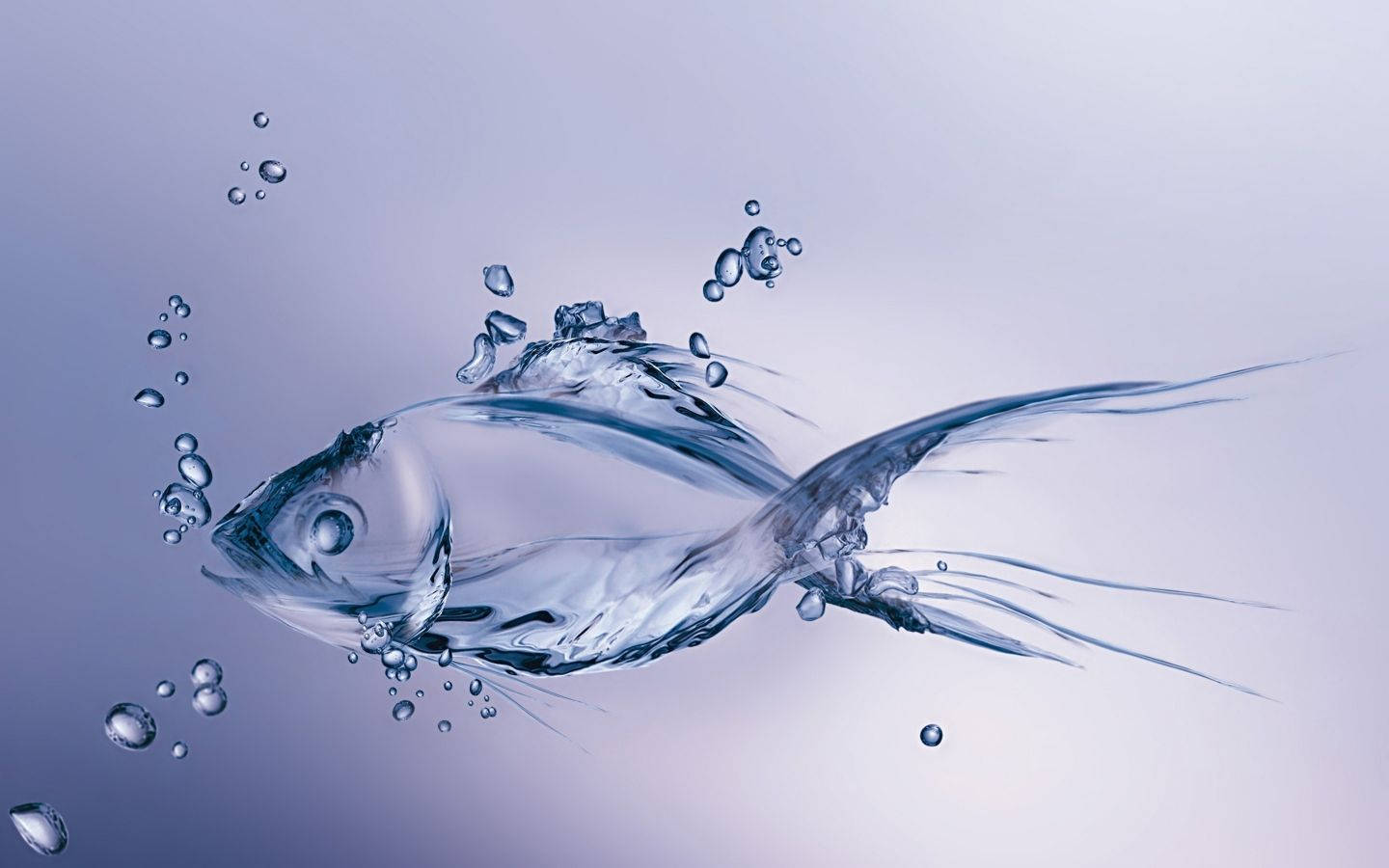 HD Fish, translucent fish, water, HD Desktop Wallpaper
