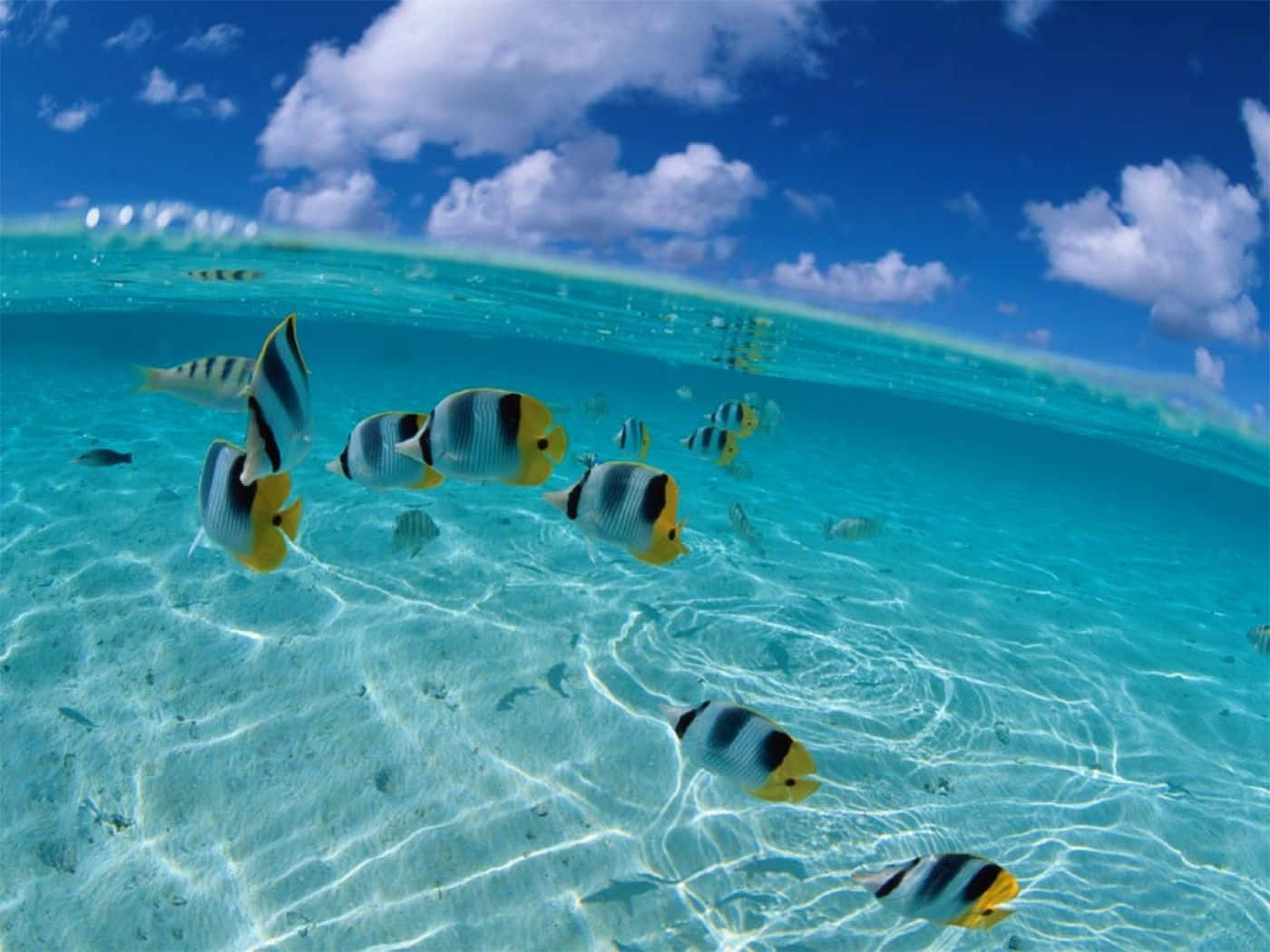 butterflyfish, turquoise waters, bright blue sky, HD Desktop Wallpaper