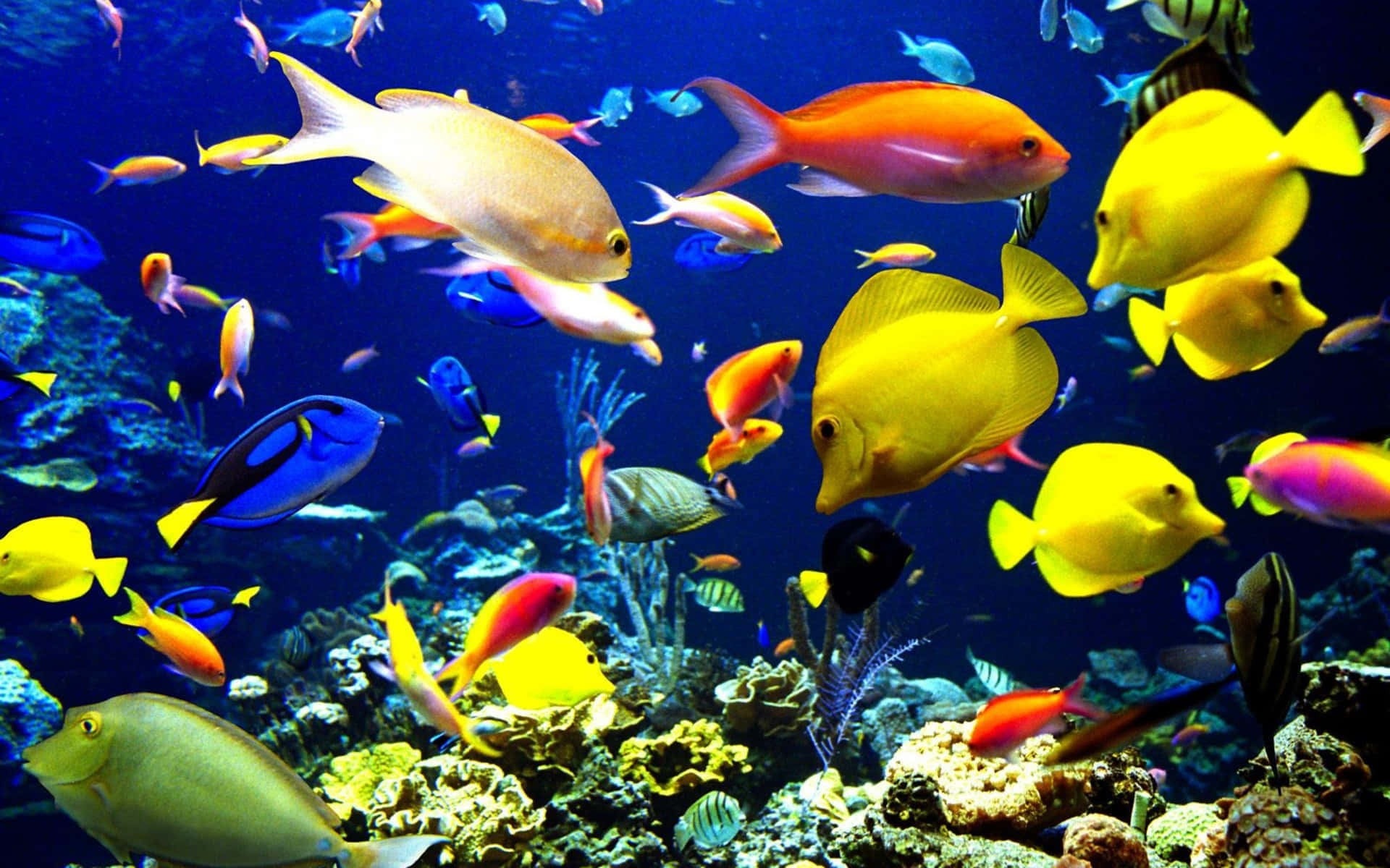 3d fish, tropical fish, colorful coral reefs, Full HD Desktop Wallpaper