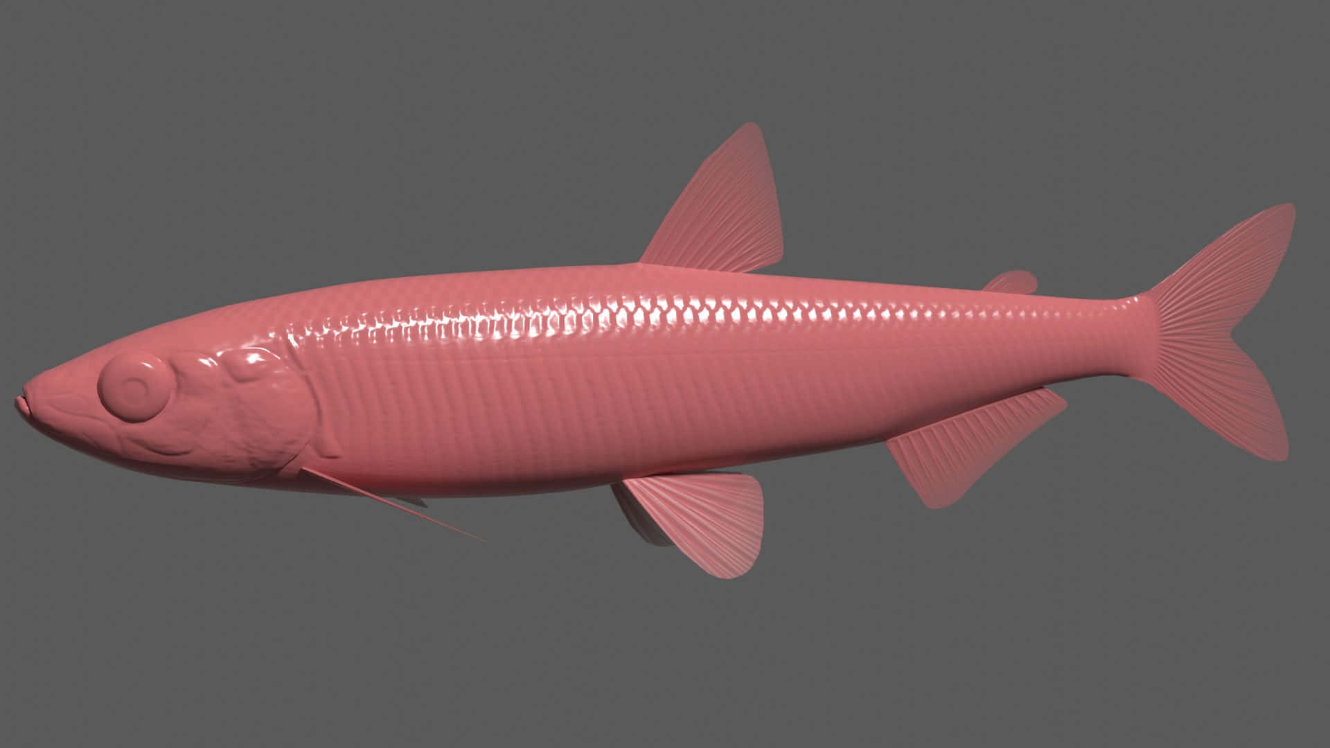3d modelof smelt fish, pink, detailed scales, Full HD Desktop Wallpaper