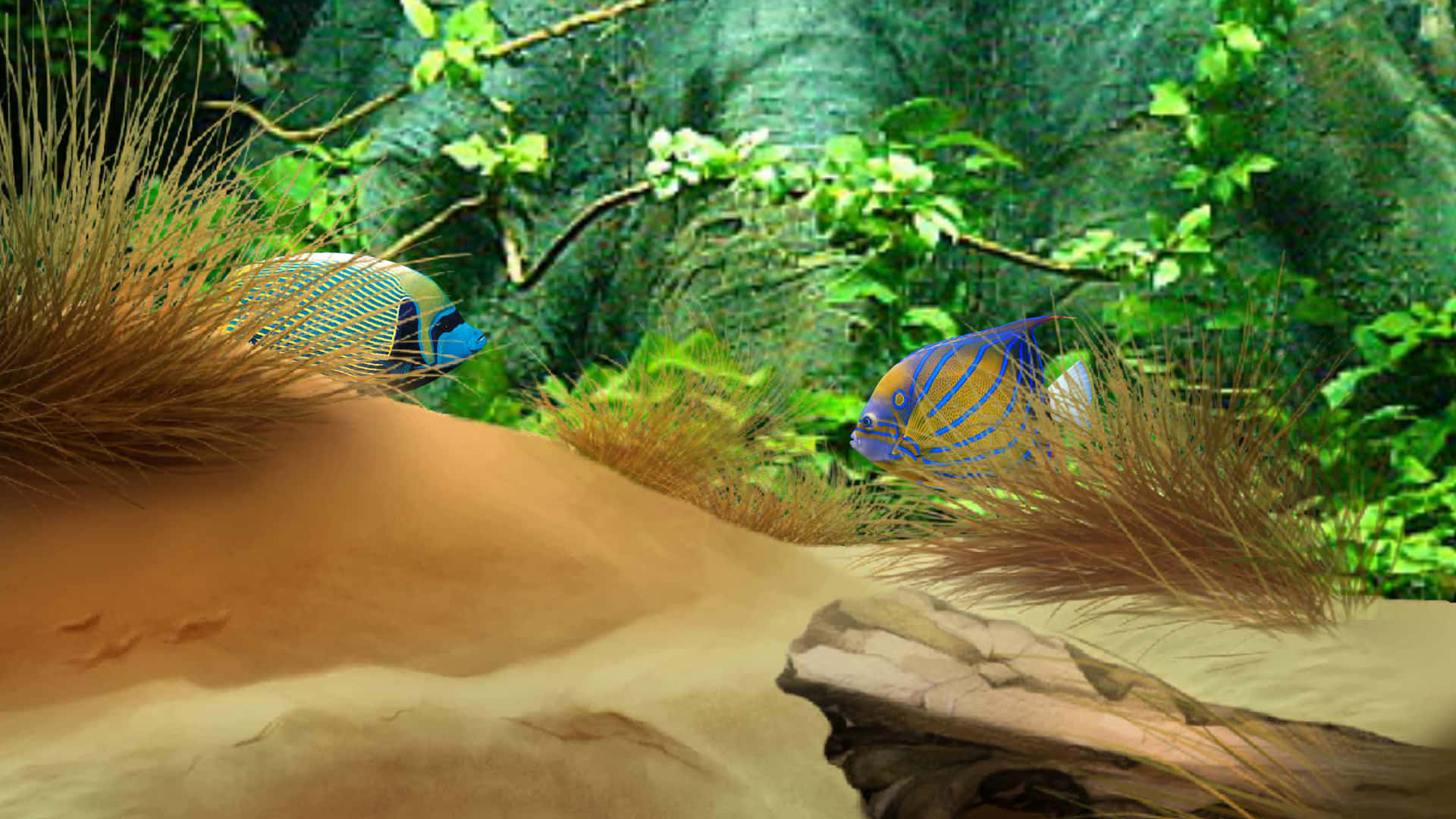 3d fish, angelfish, crystal clear waters, Full HD Desktop Wallpaper